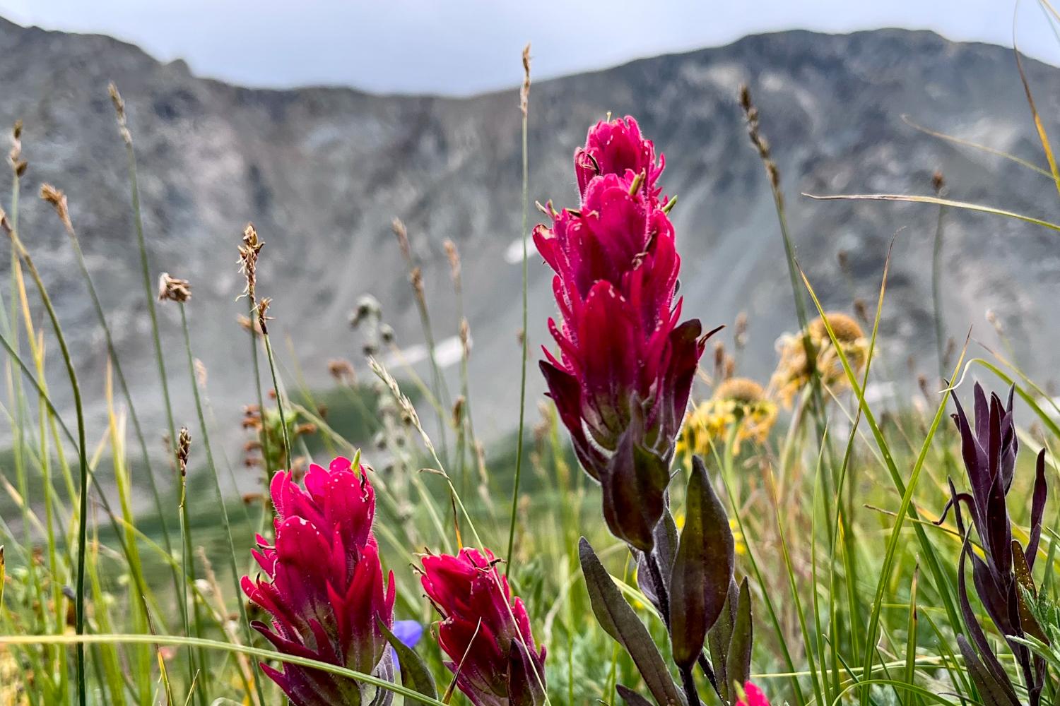 20220901-WILDFLOWERS-MOUNTAINS-SUMMER