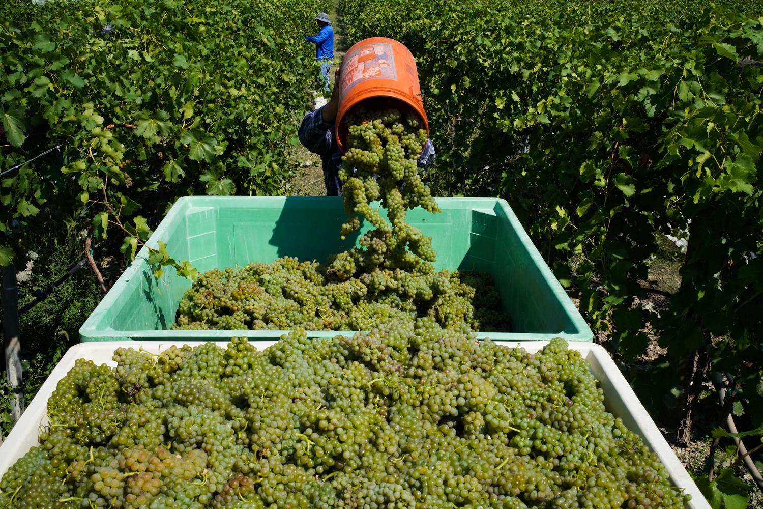 20220907-SAUVAGE-VINEYARD-GRAPE-HARVEST