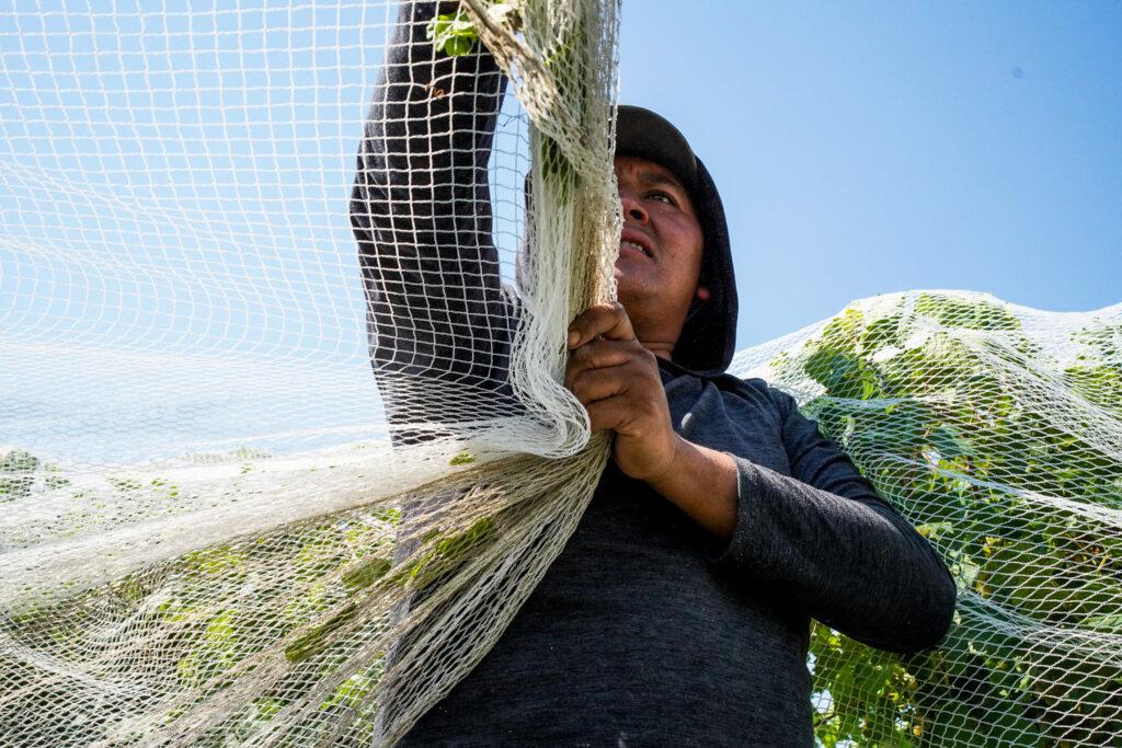 20220907-SAUVAGE-VINEYARD-GRAPE-HARVEST