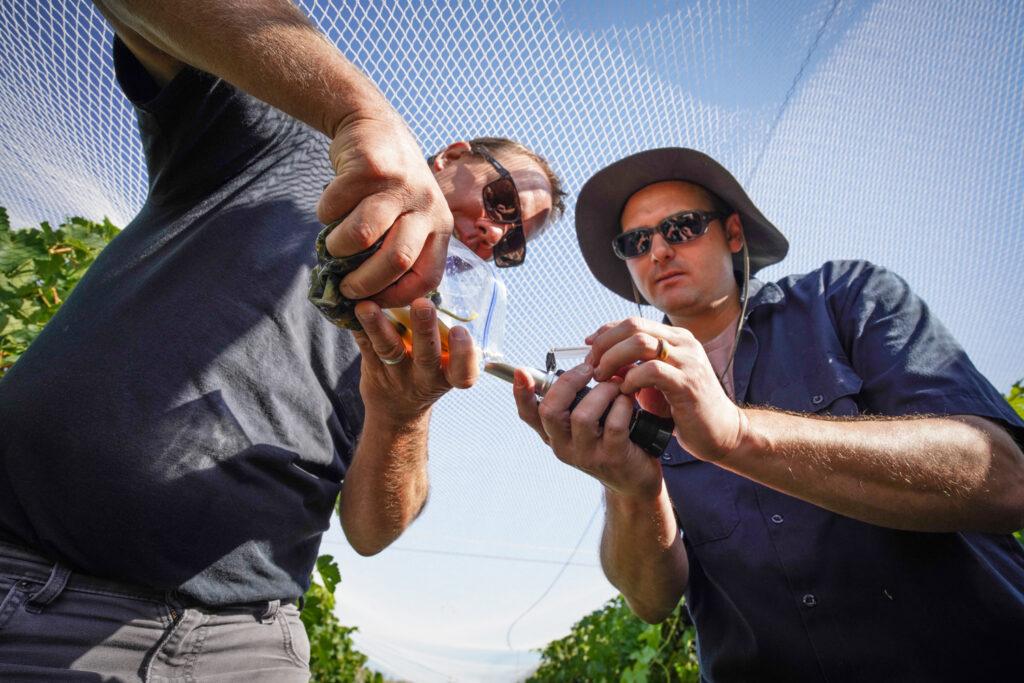 20220907-SAUVAGE-VINEYARD-GRAPE-HARVEST