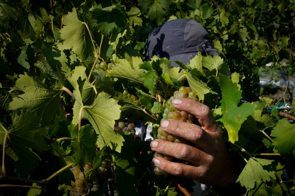 20220907-SAUVAGE-VINEYARD-GRAPE-HARVEST