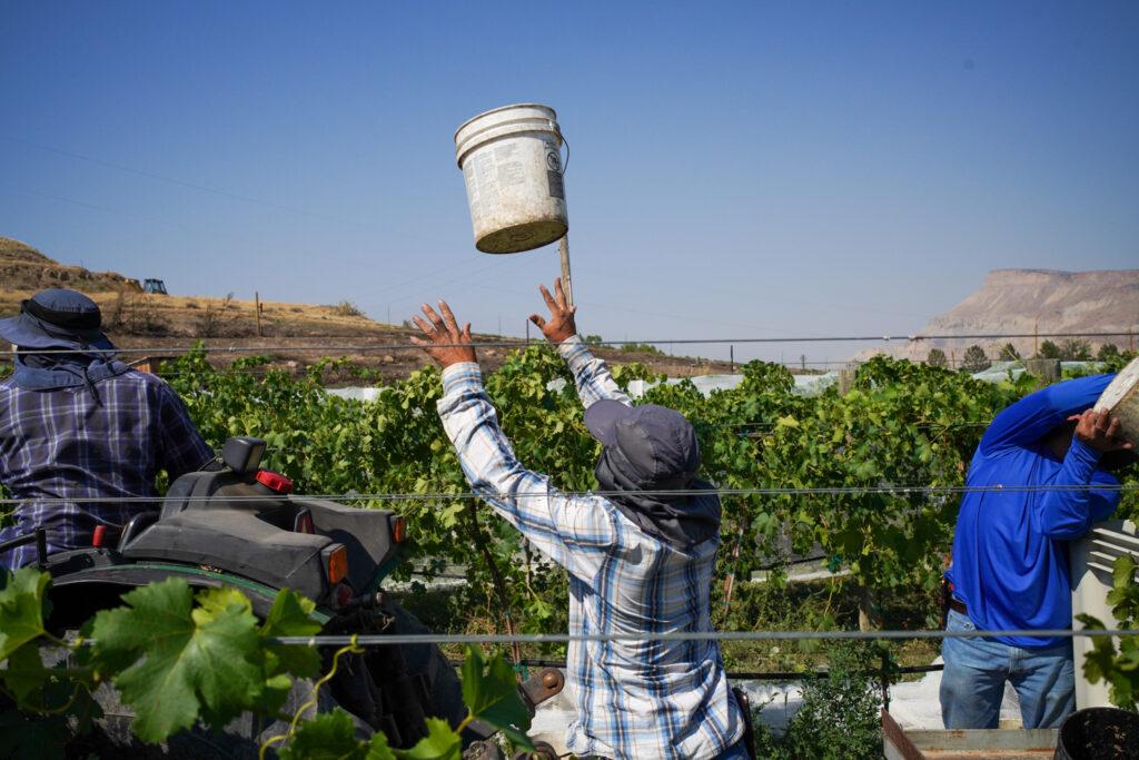 20220907-SAUVAGE-VINEYARD-GRAPE-HARVEST