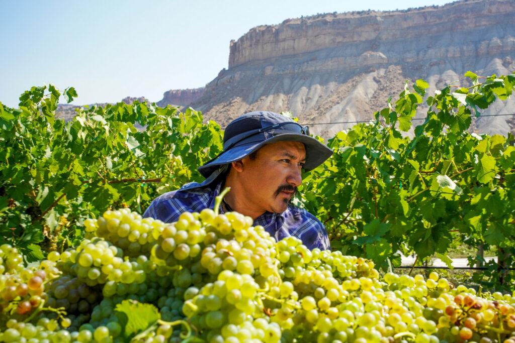 20220907-SAUVAGE-VINEYARD-GRAPE-HARVEST