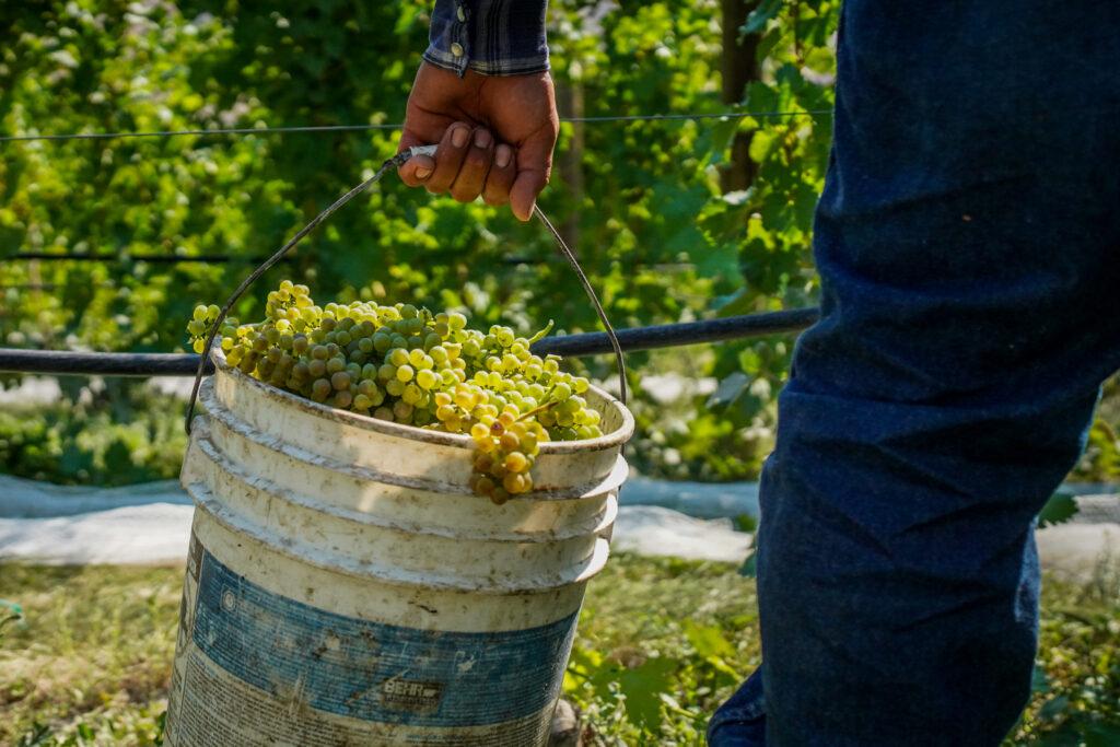 20220907-SAUVAGE-VINEYARD-GRAPE-HARVEST