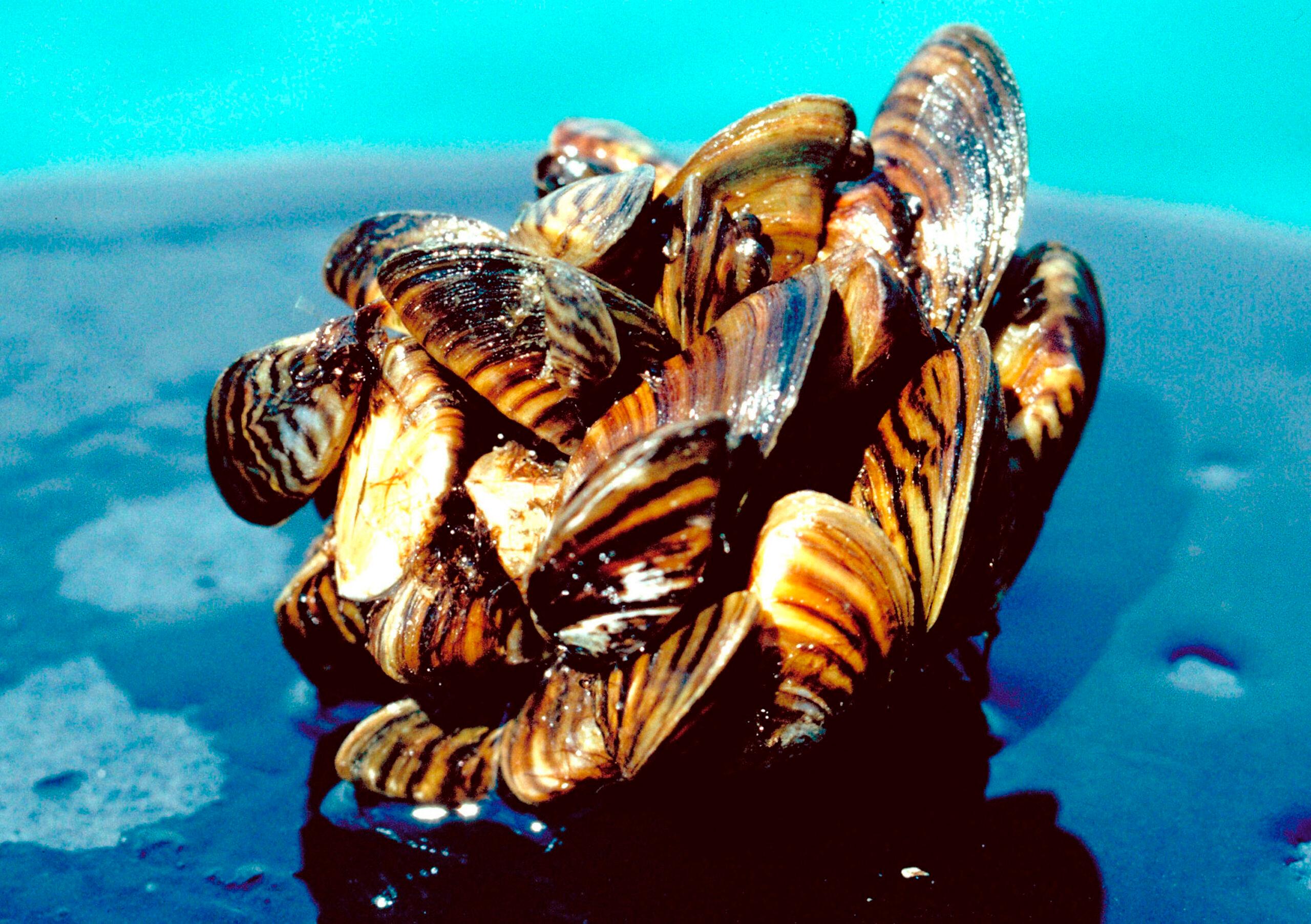Wyoming Zebra Mussels