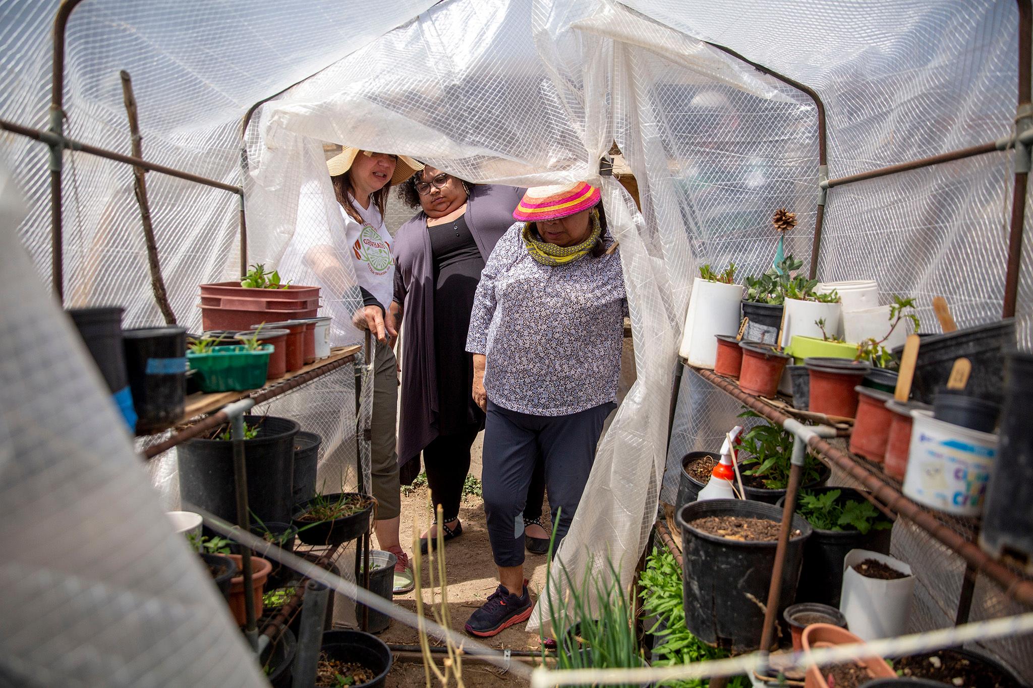 Dolores Alfaro works in her backyard garden, which has been supercharged with nonprofit GrowHaus' help. May 11, 2022.