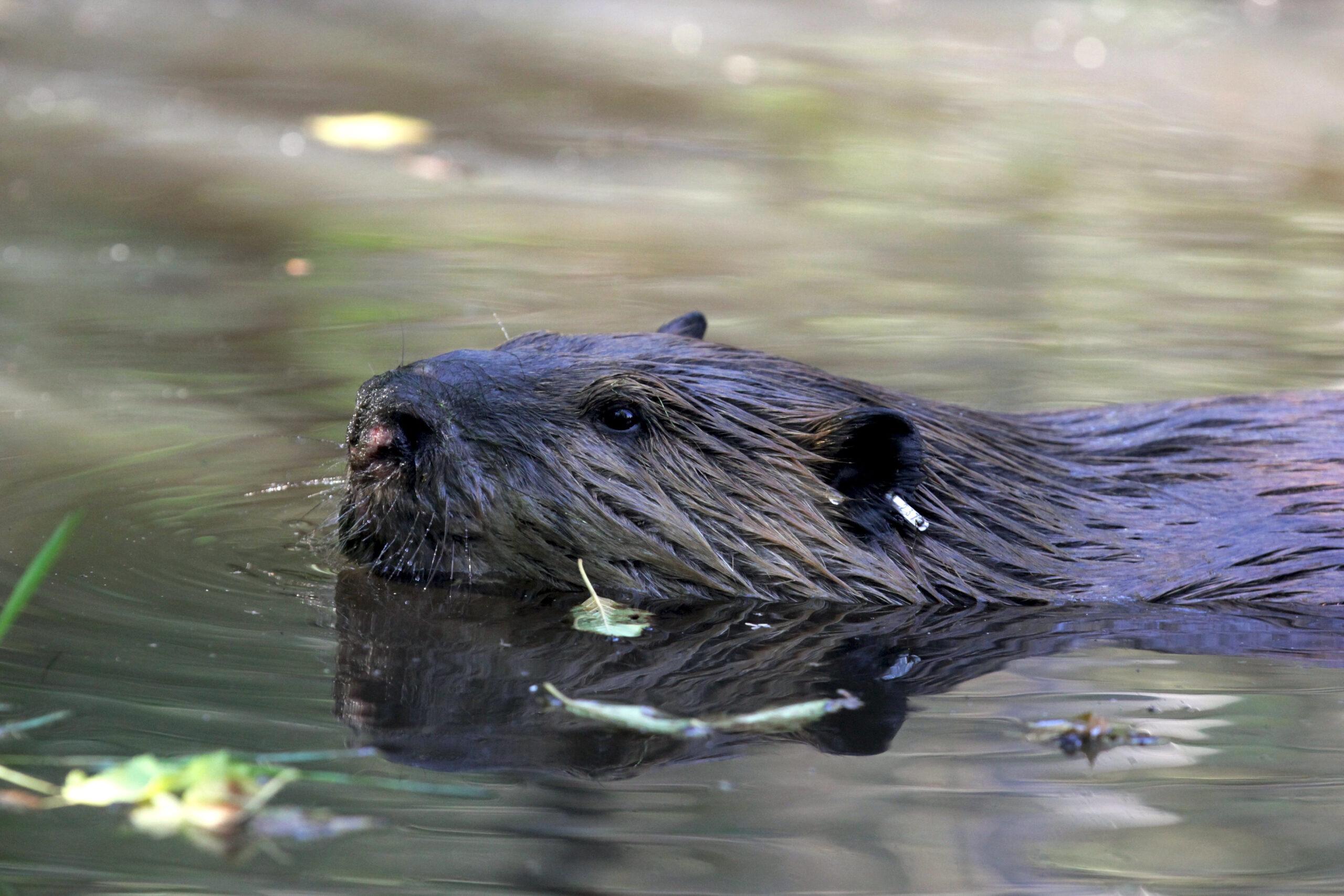Beavers to the Rescue