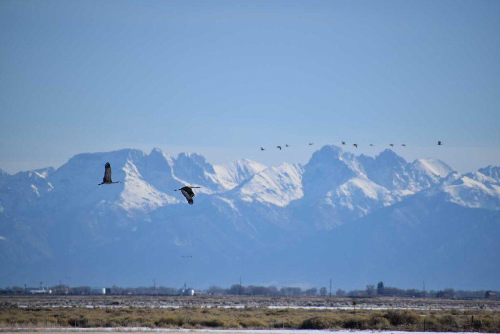 POY-2022-MARCH- SANDHILL-CRANES-MONTE-VISTA-WILDLIFE-SAN-LUIS-VALLEY