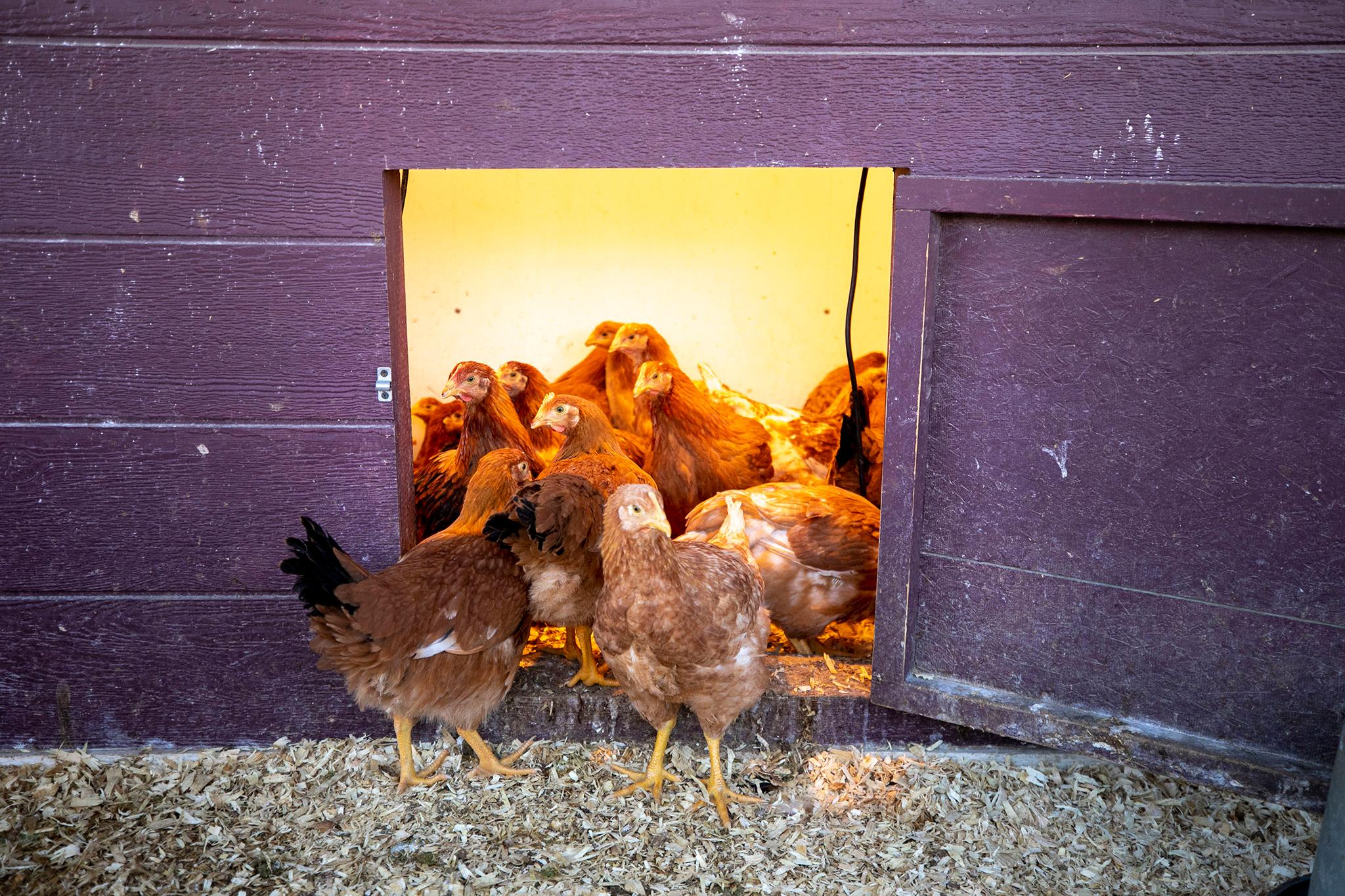 Hens for sale at Wardle Feed and Pet Supply in Wheat Ridge. Jan. 12, 2023.