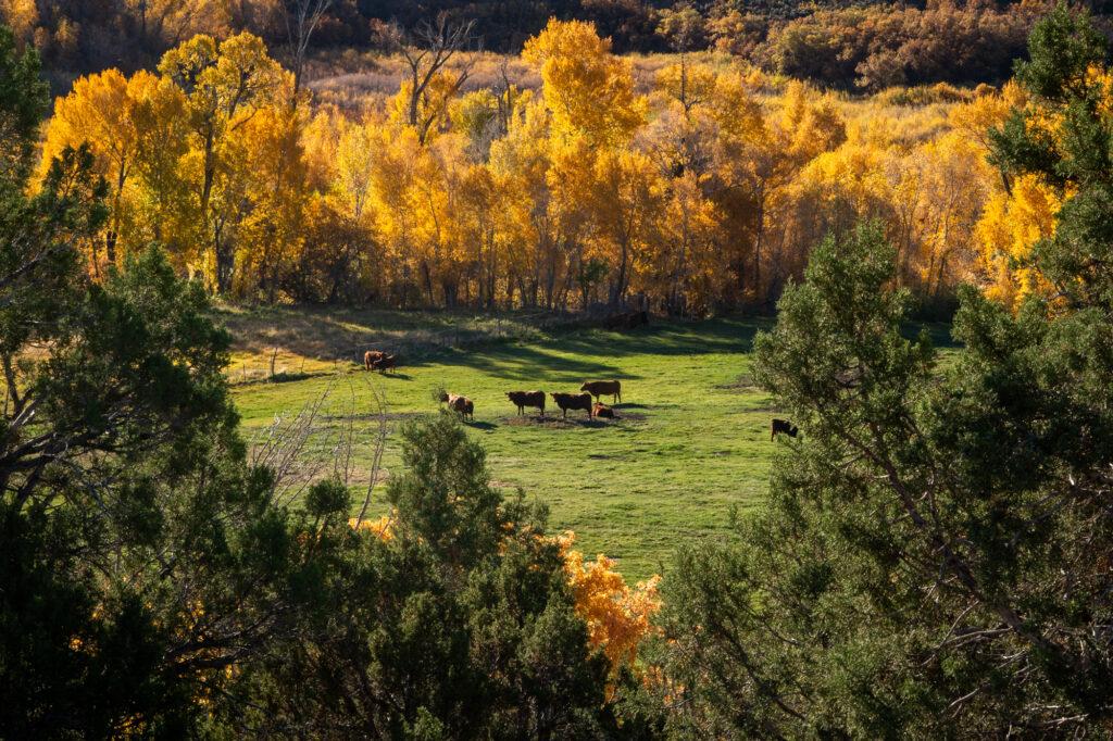 20230127-COLORADO-RIVER-SOLUTIONS-DEMAND-MANAGEMENT