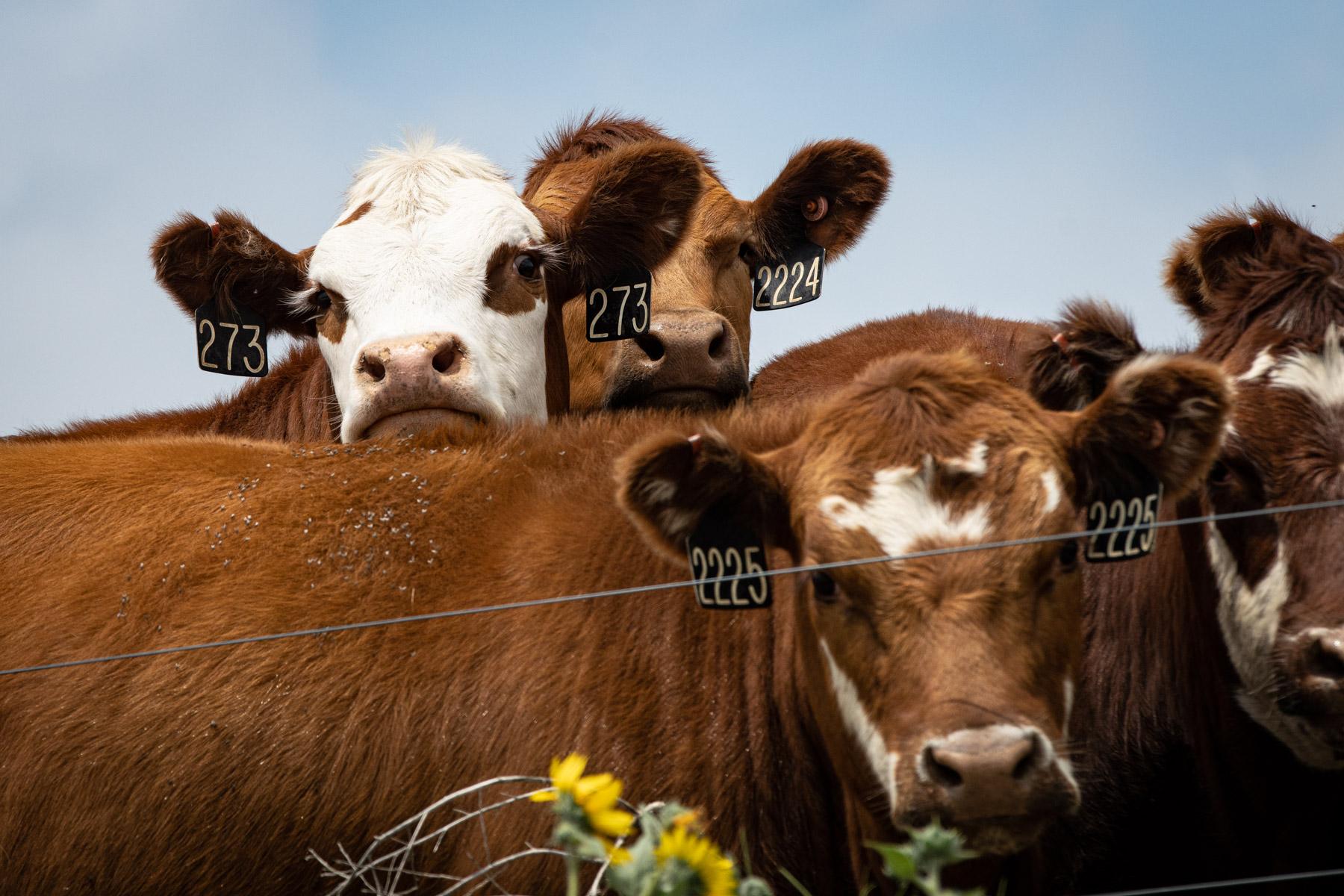 cattle-ranch-eastern-plains-agriculture-20230708