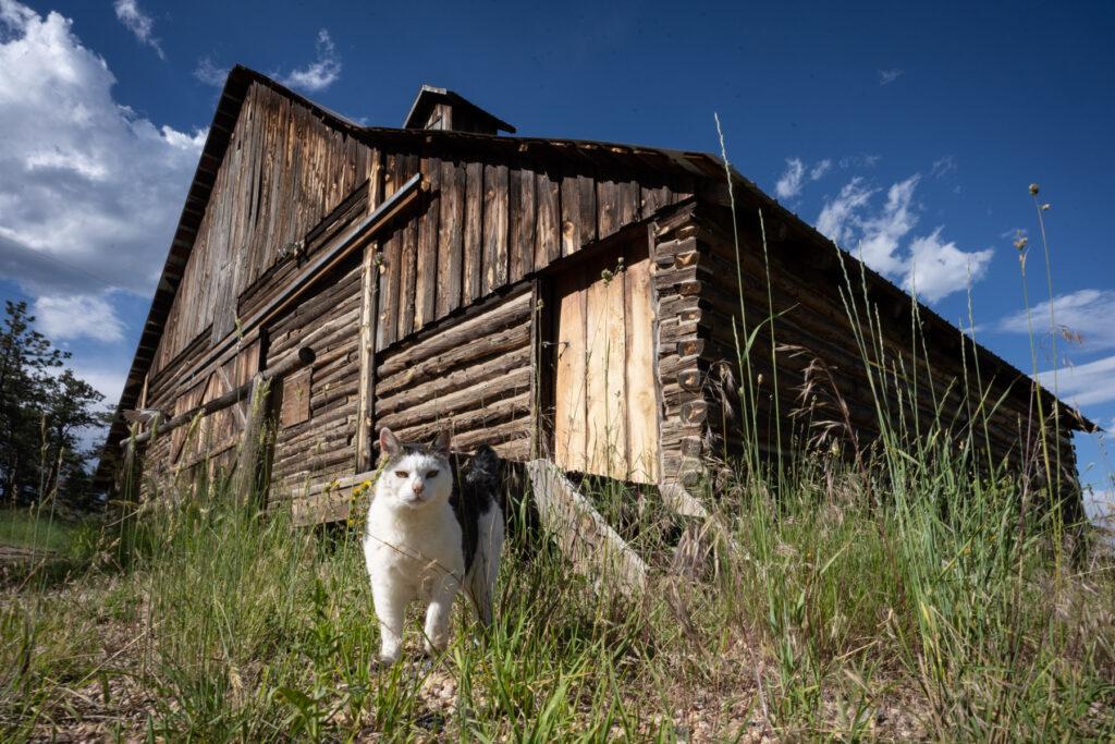 lady-moon-ranch-red-feather-lakes