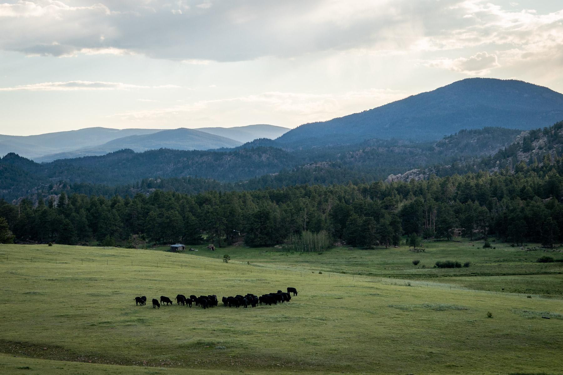 cattle-ranch-larimer-county-foothills-20230713