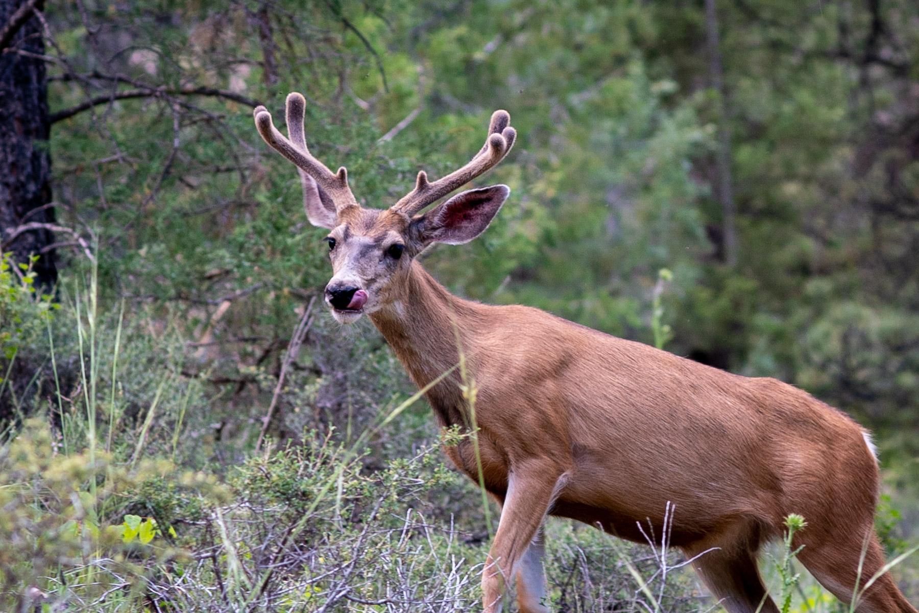 deer-wildlife-larimer-county-rural-roads-wagon-20230713