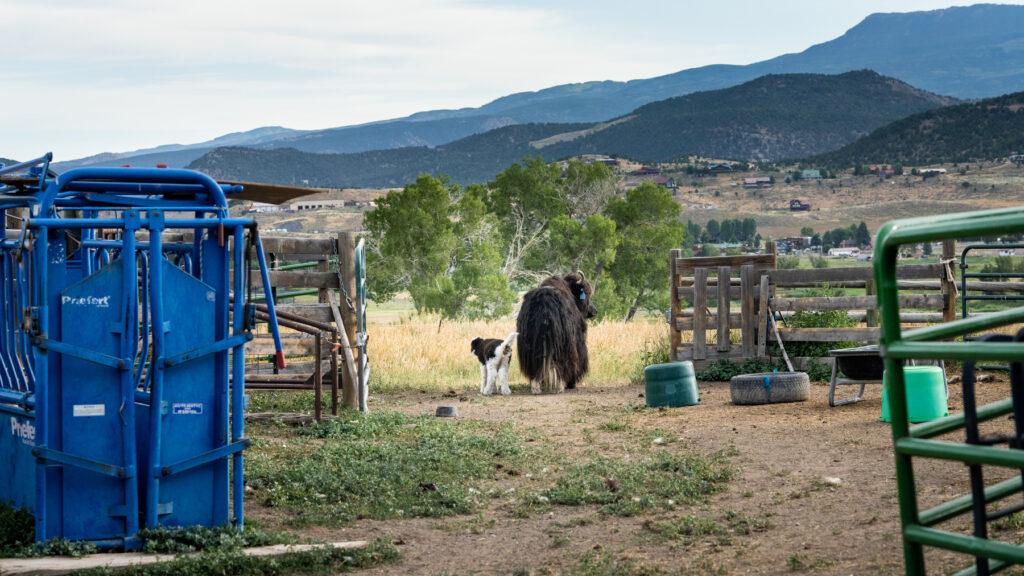 smiling-buddha-ranch-yaks-hackett-higdon-ridgway-20230727