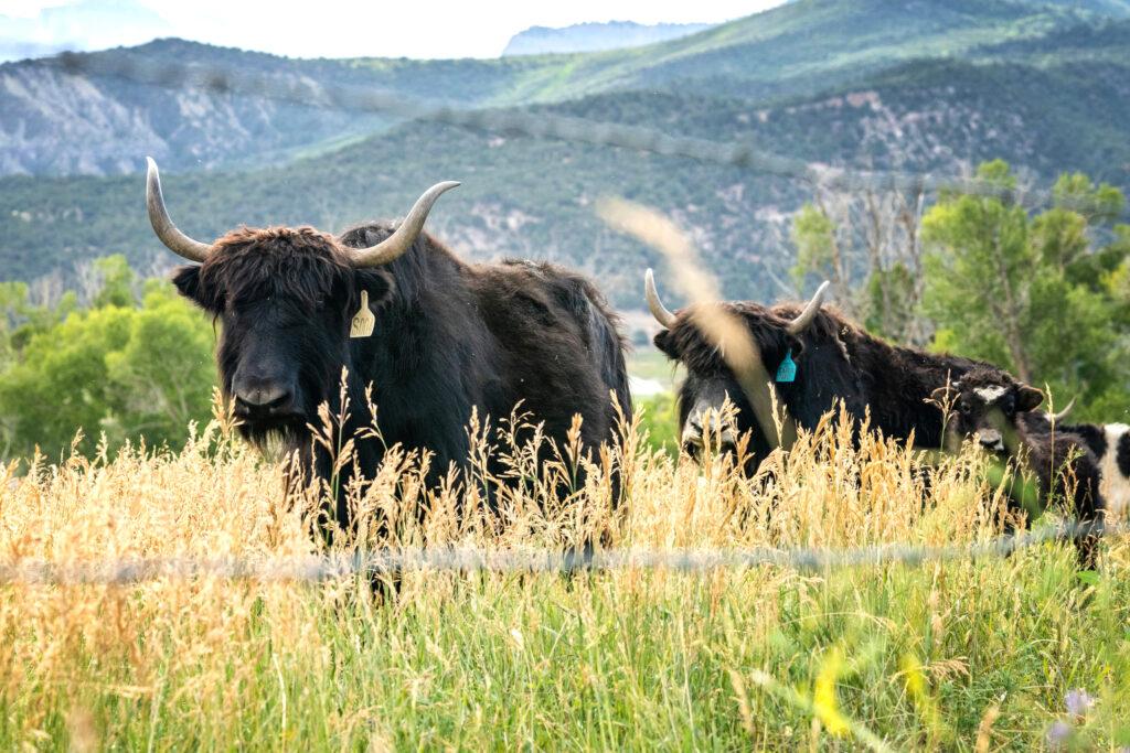 laughing-buddha-ranch-yaks-hacket-higdon-ridgway-20230727