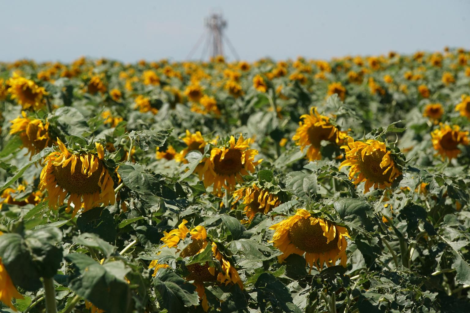 sunflower farm adams county 20230814