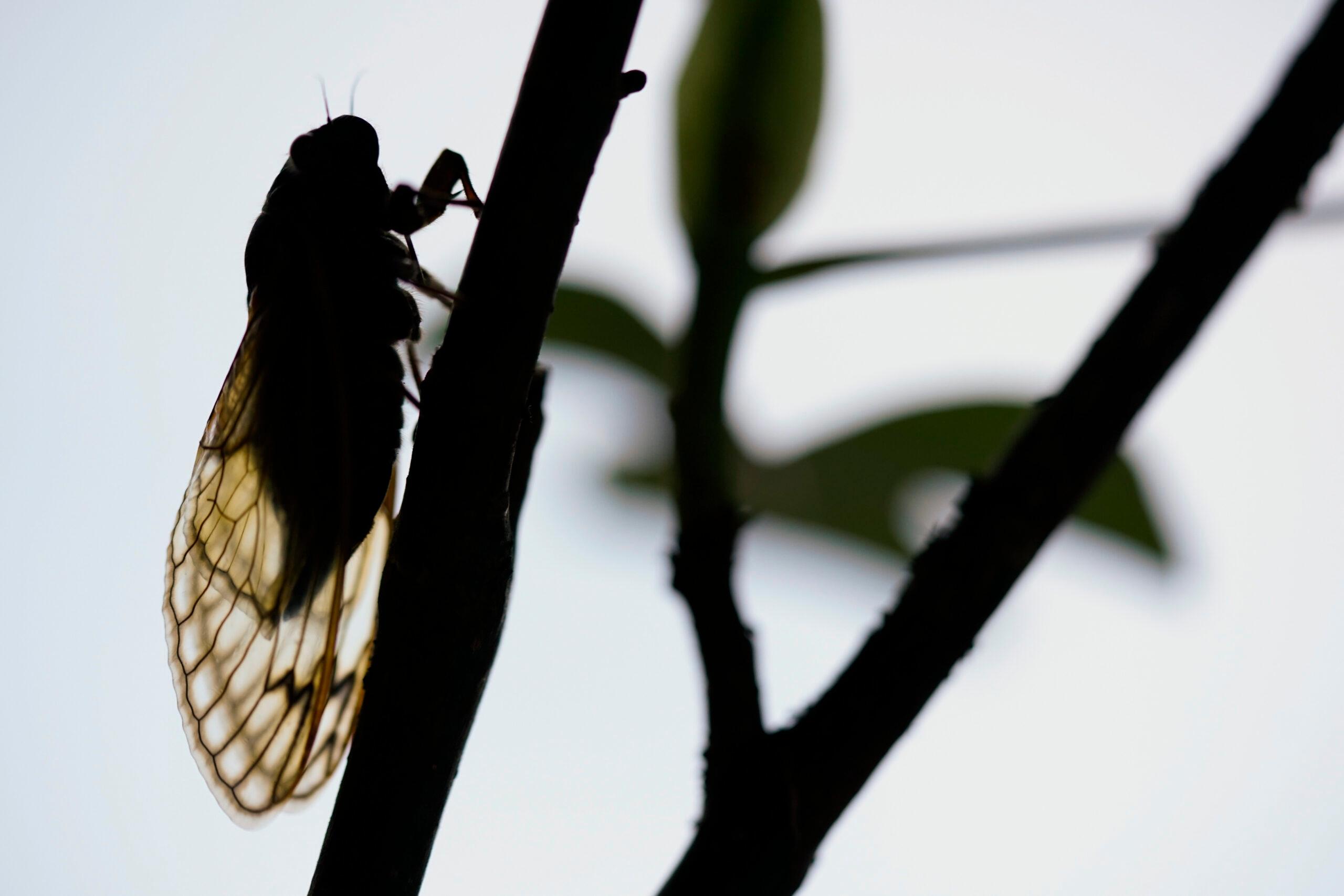 Cicada Invasion