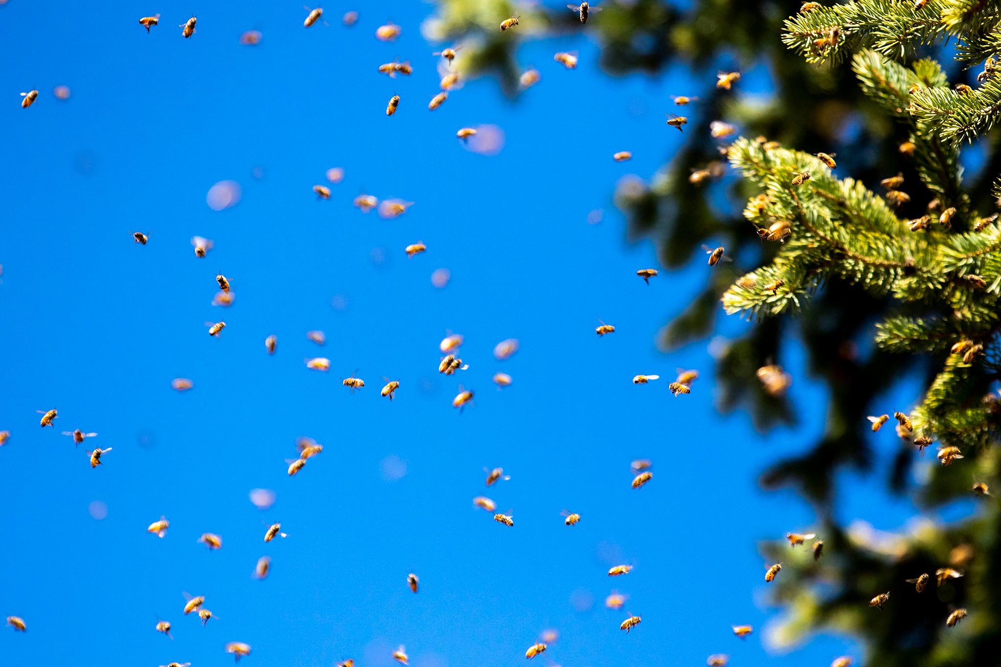 A bee swarm in Platt Park. April 29, 2021.