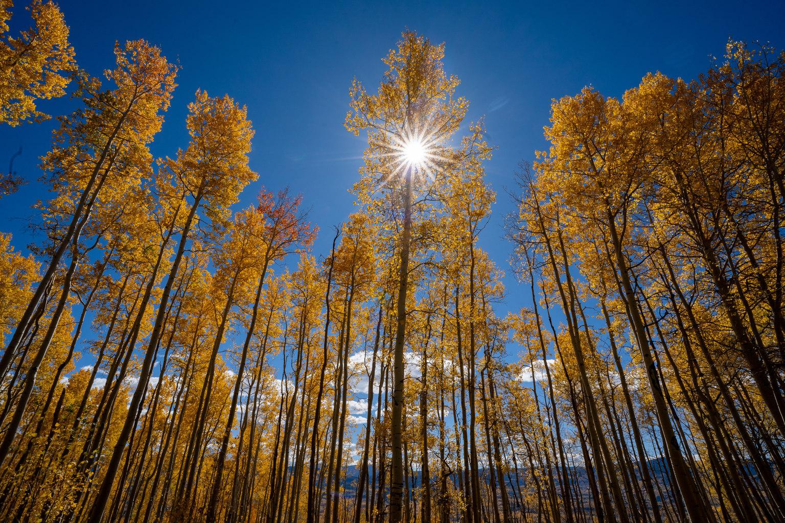 FALL-ASPENS-LEAF-PEEPING-23109