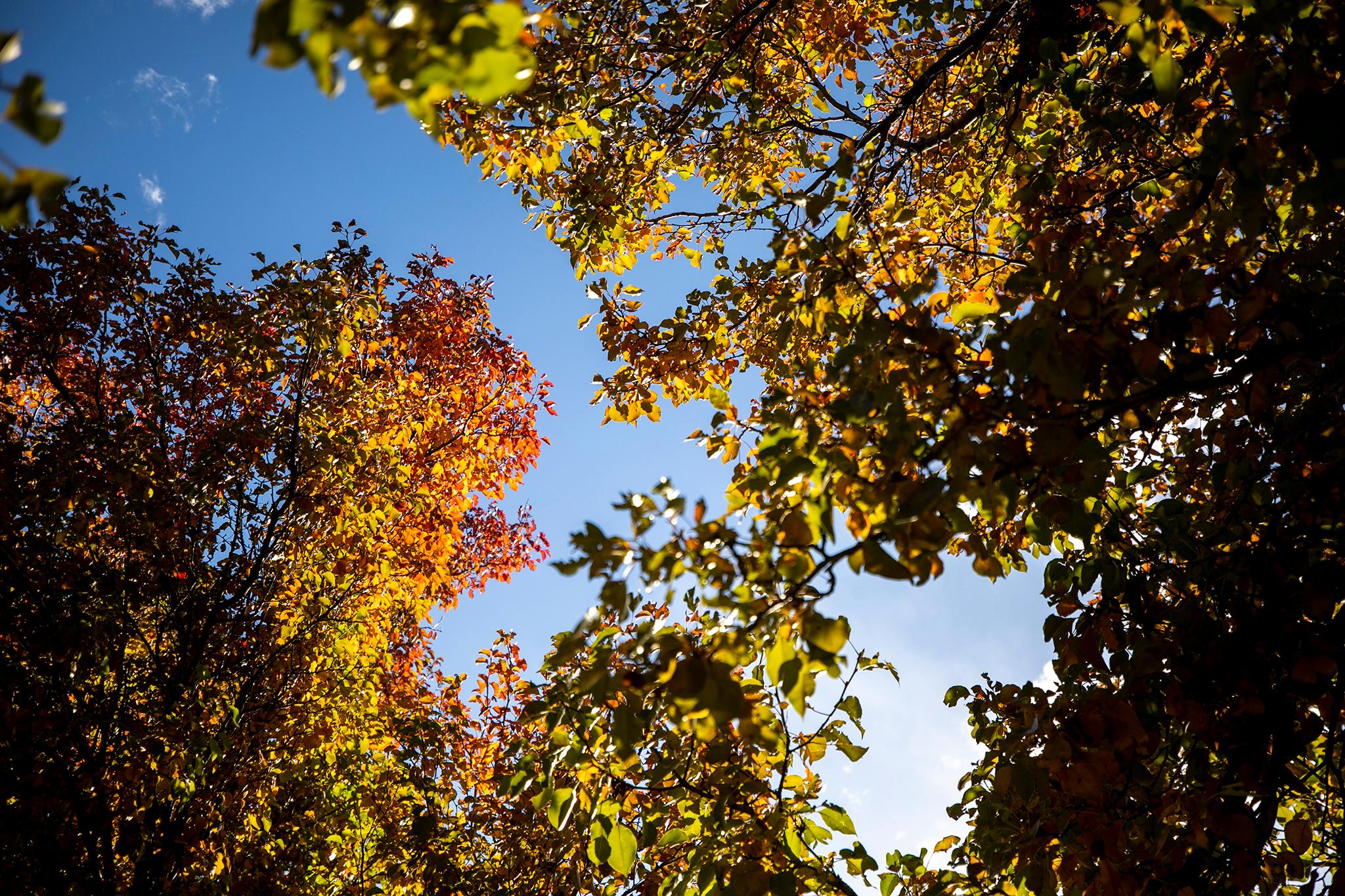 Autumn colors above downtown Aurora. Nov. 7, 2023.