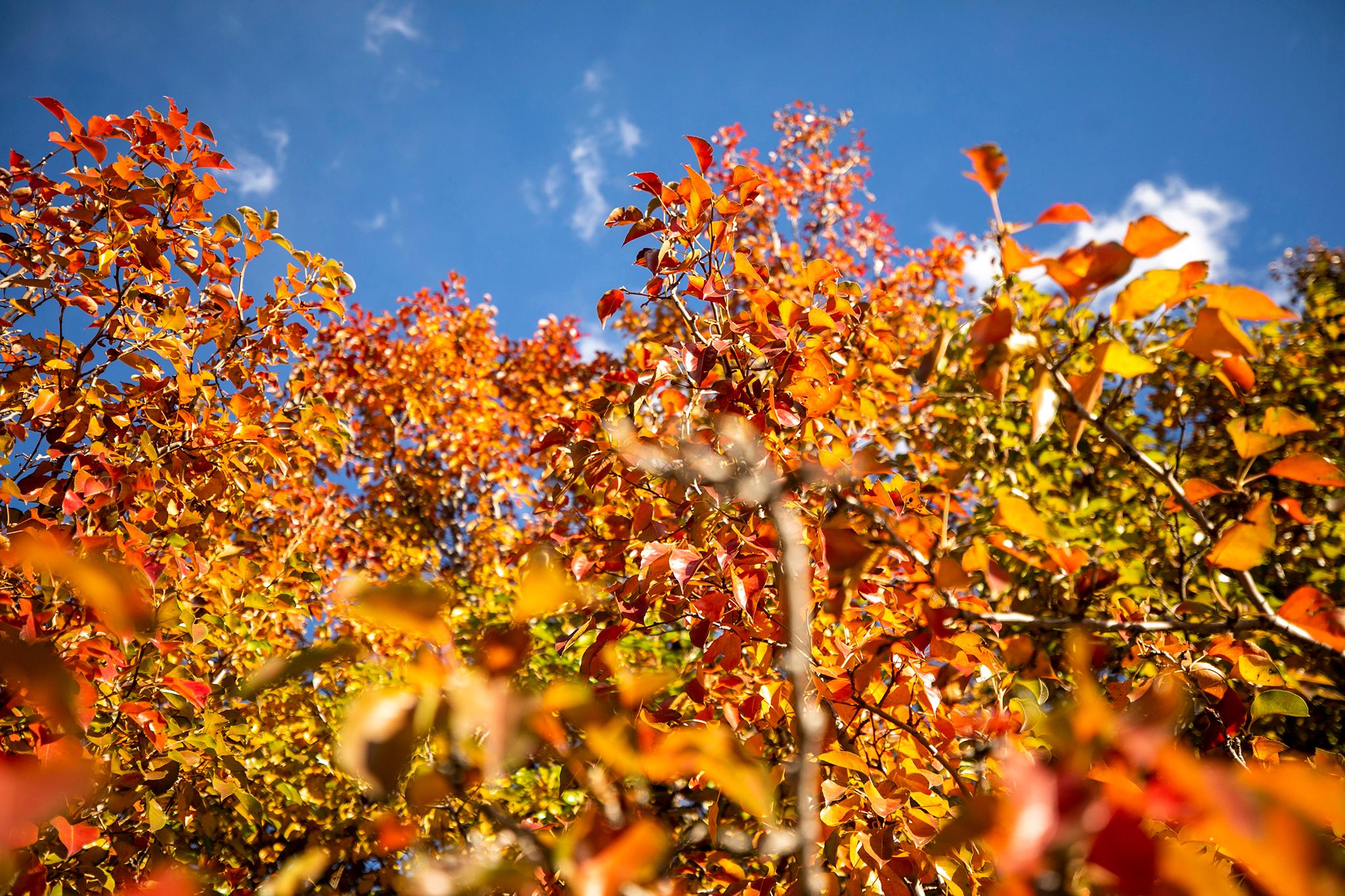 Autumn colors above downtown Aurora. Nov. 7, 2023.