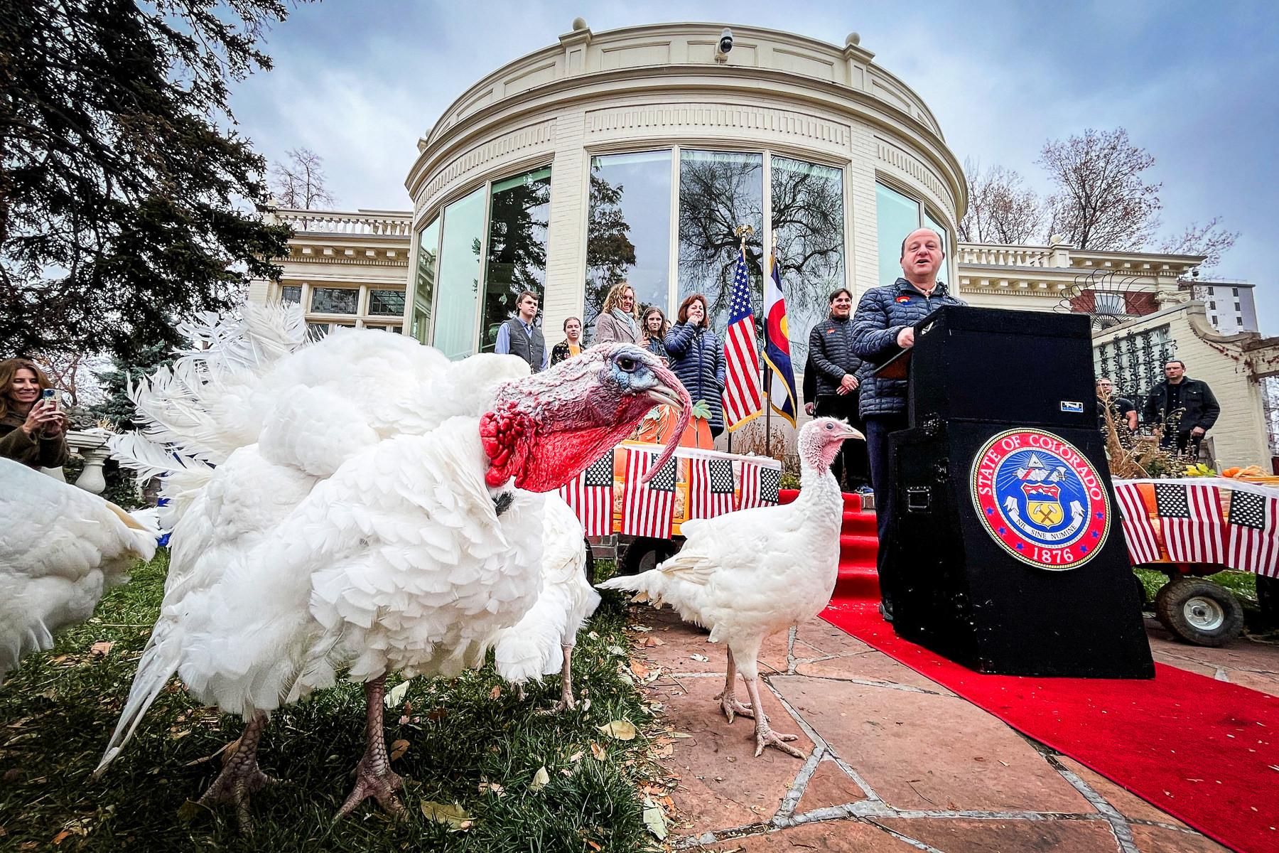 POLIS PARDONS THANKSGIVING TURKEYS 231120