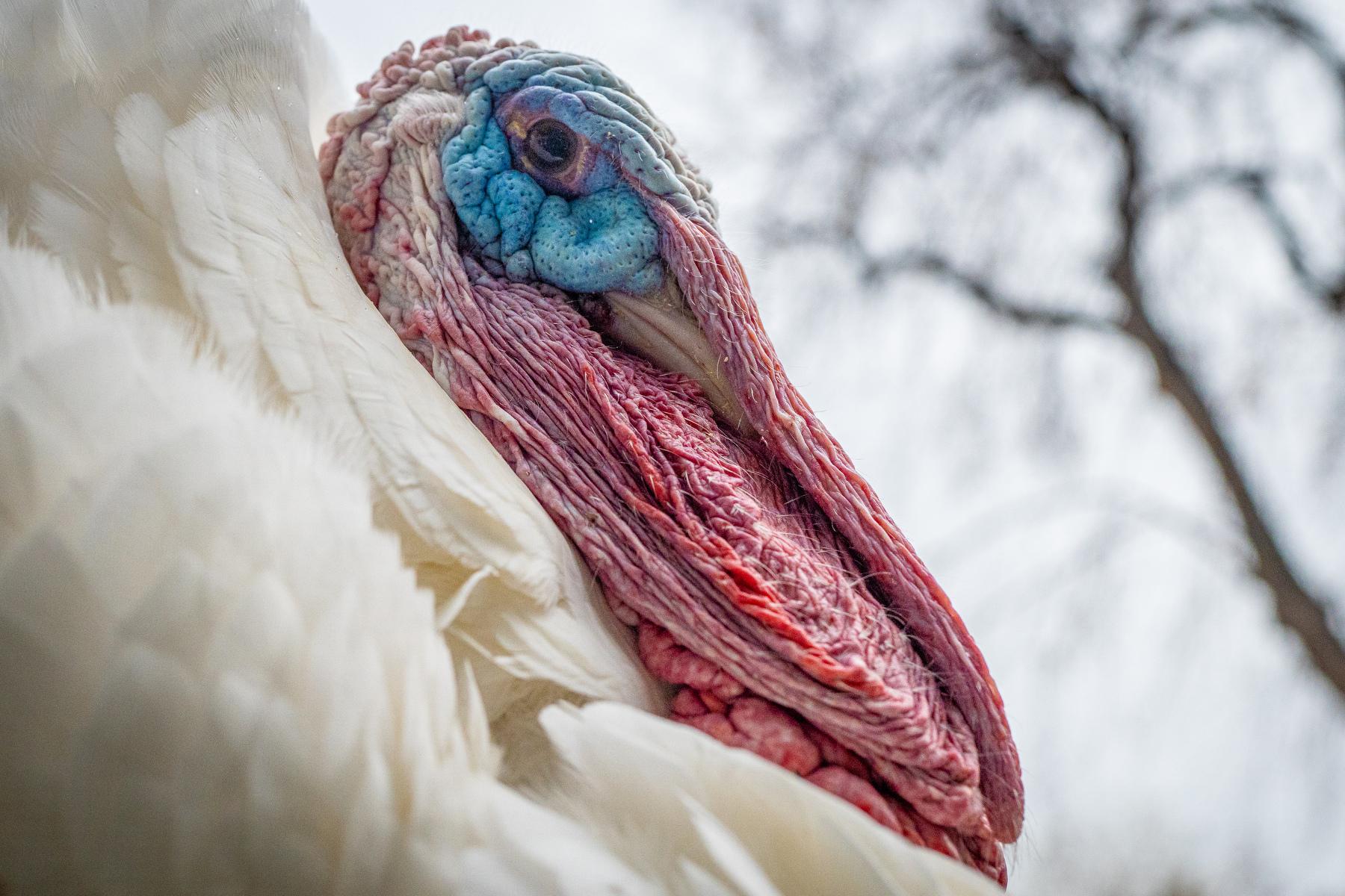 turkey-pardon-polis-thanksgiving