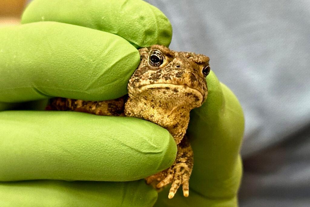 2023YIP08-JIM-TOAD-CHEYENNE-MOUNTAIN-ZOO