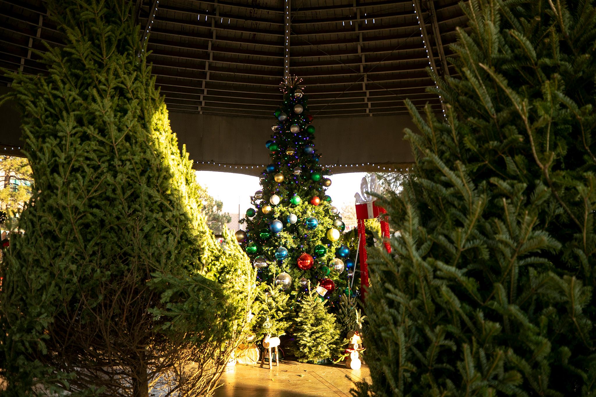 Christmas trees for sale in Denver&#039;s Berkeley neighborhood. Dec. 1, 2023.