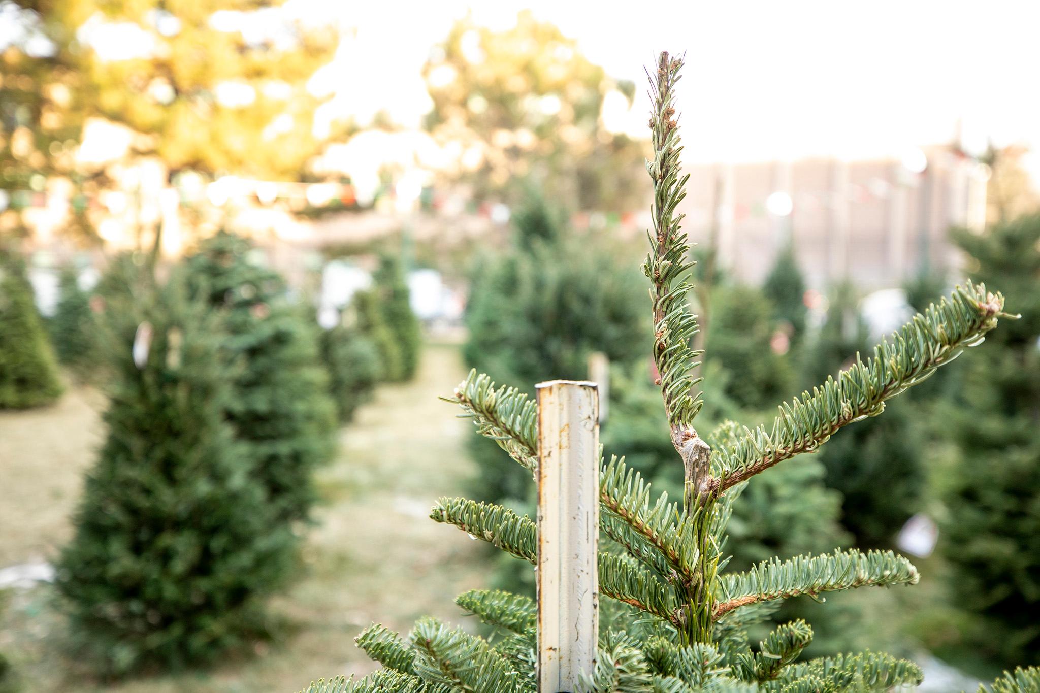Christmas trees for sale in Denver&#039;s Berkeley neighborhood. Dec. 1, 2023.