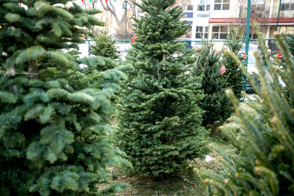Christmas trees for sale in Denver&#039;s Berkeley neighborhood. Dec. 1, 2023.