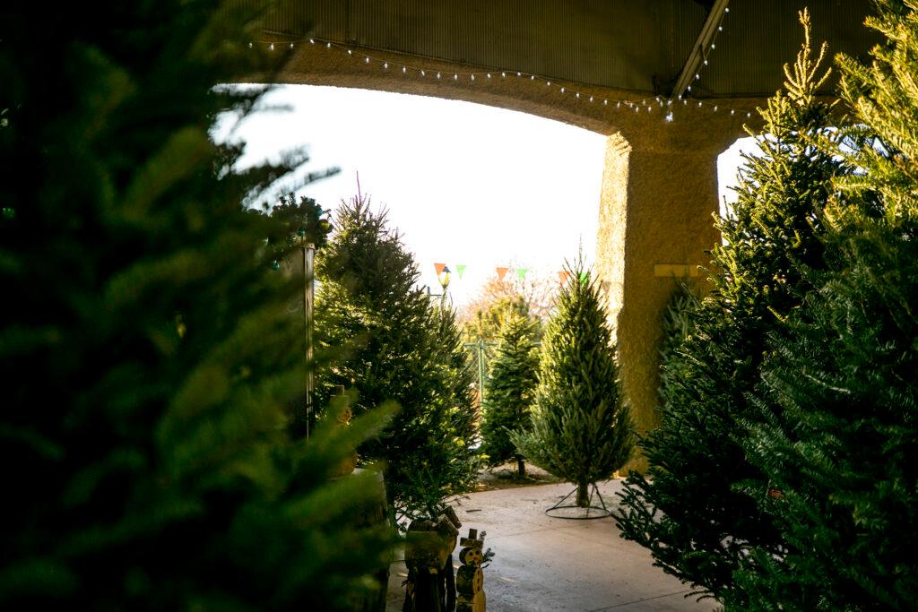 Christmas trees for sale in Denver&#039;s Berkeley neighborhood. Dec. 1, 2023.