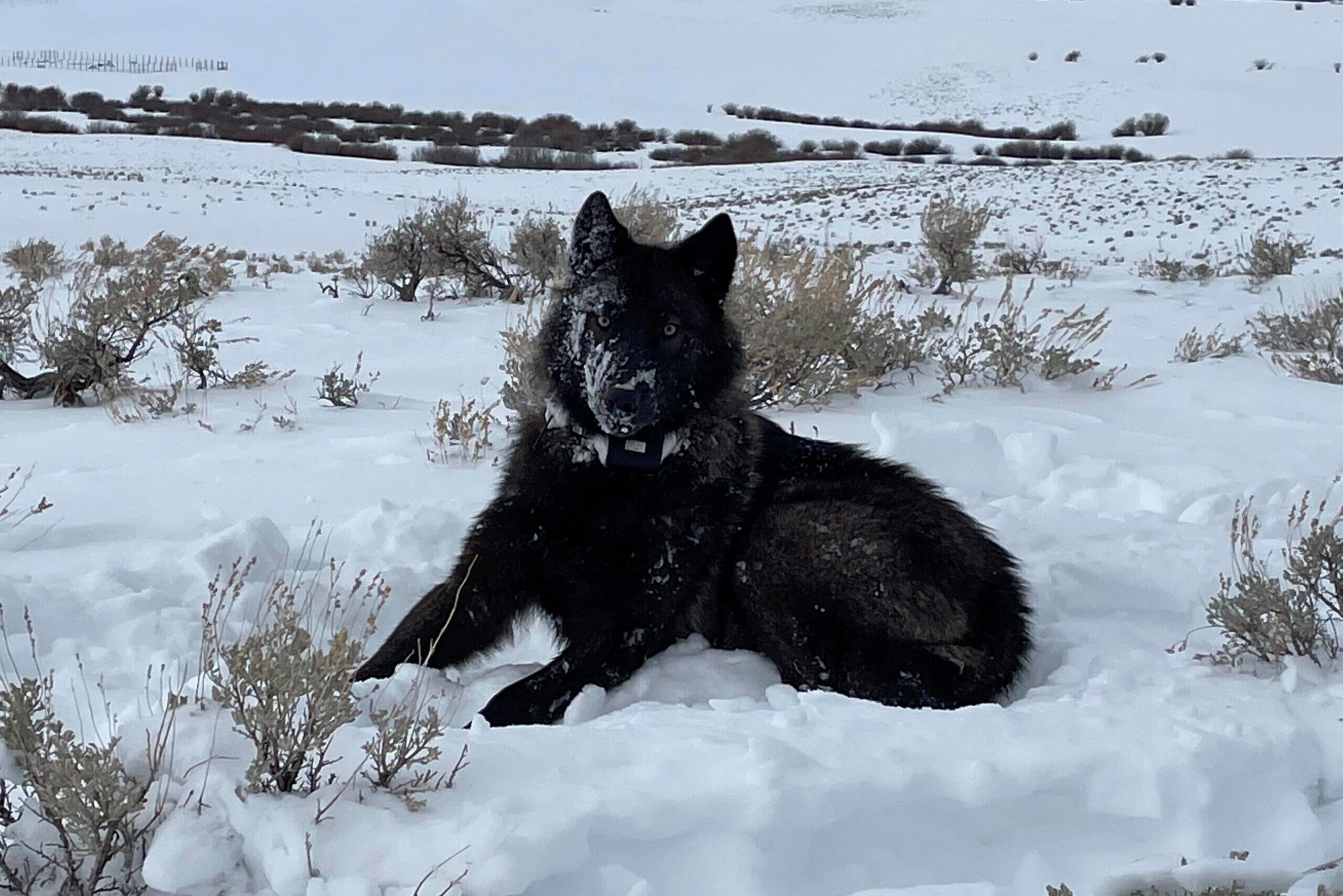 Gray Wolves-Colorado