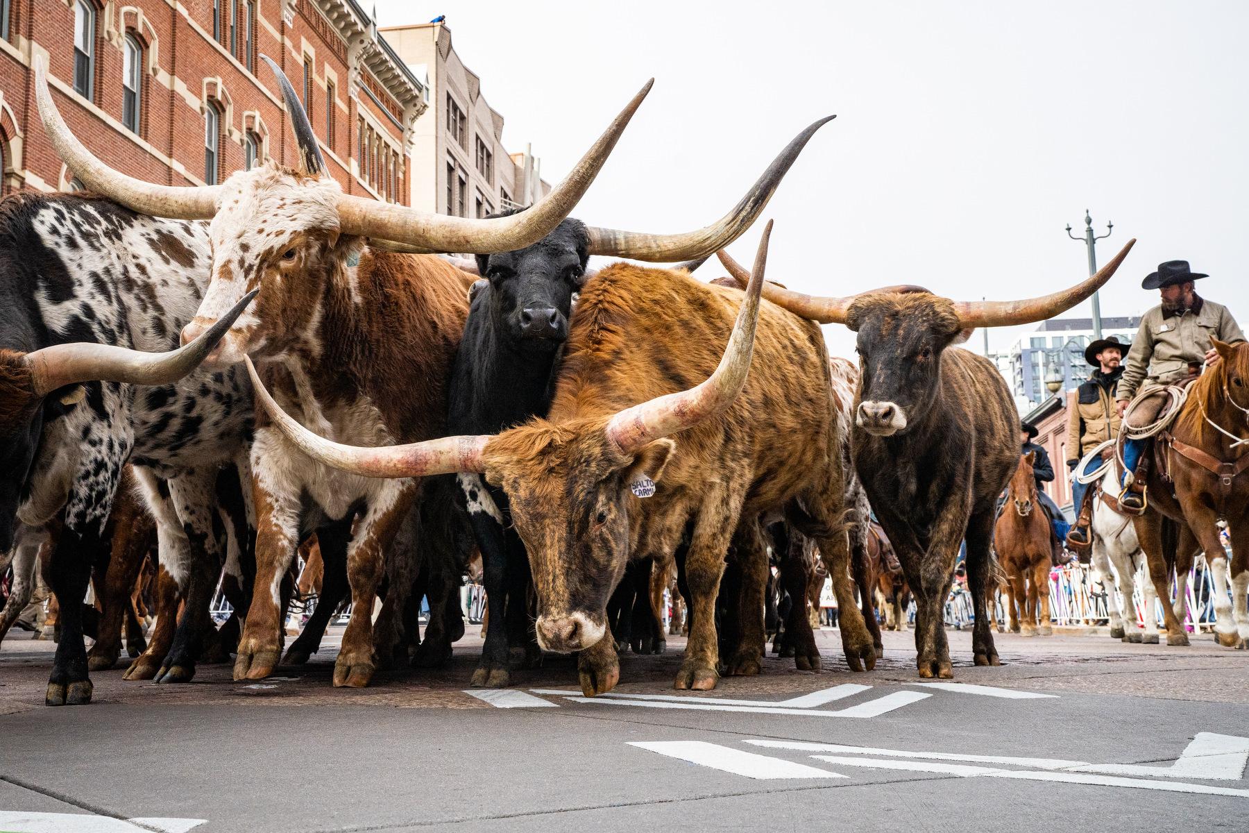 240104-NWSS-STOCK-SHOW-PARADE