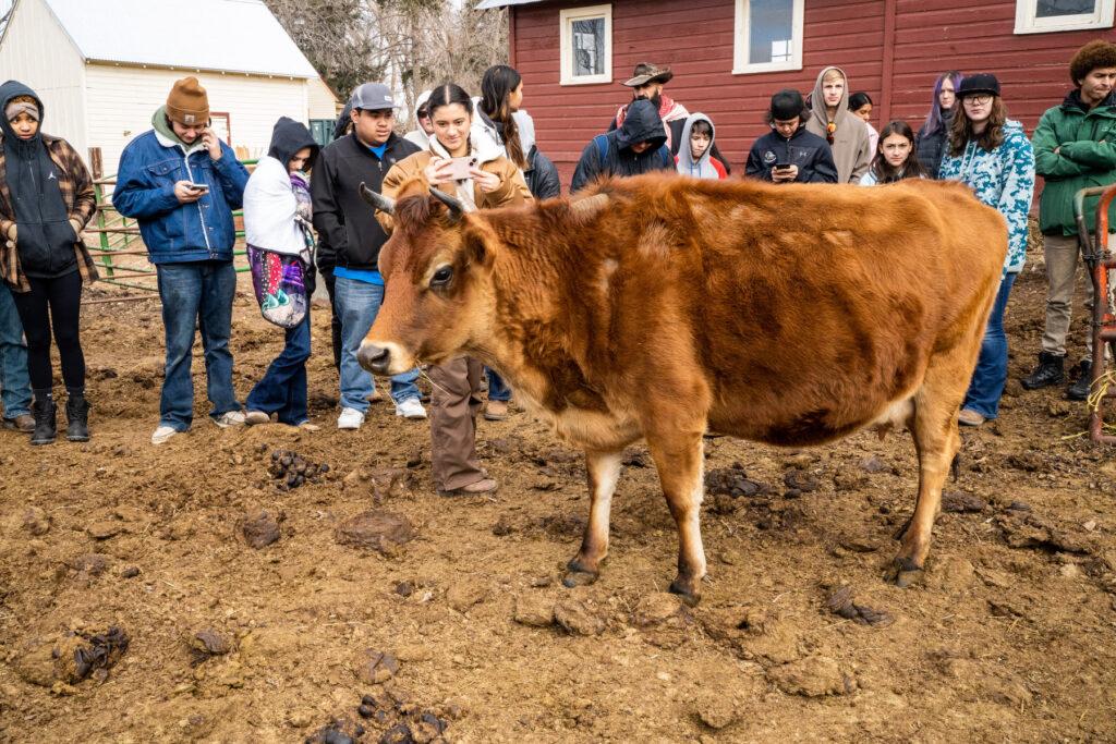 240111-STEAD-SCHOOL-STOCK-SHOW