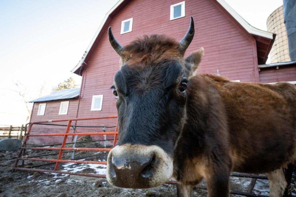 240123-RAW-MILK-DAIRY-FARM