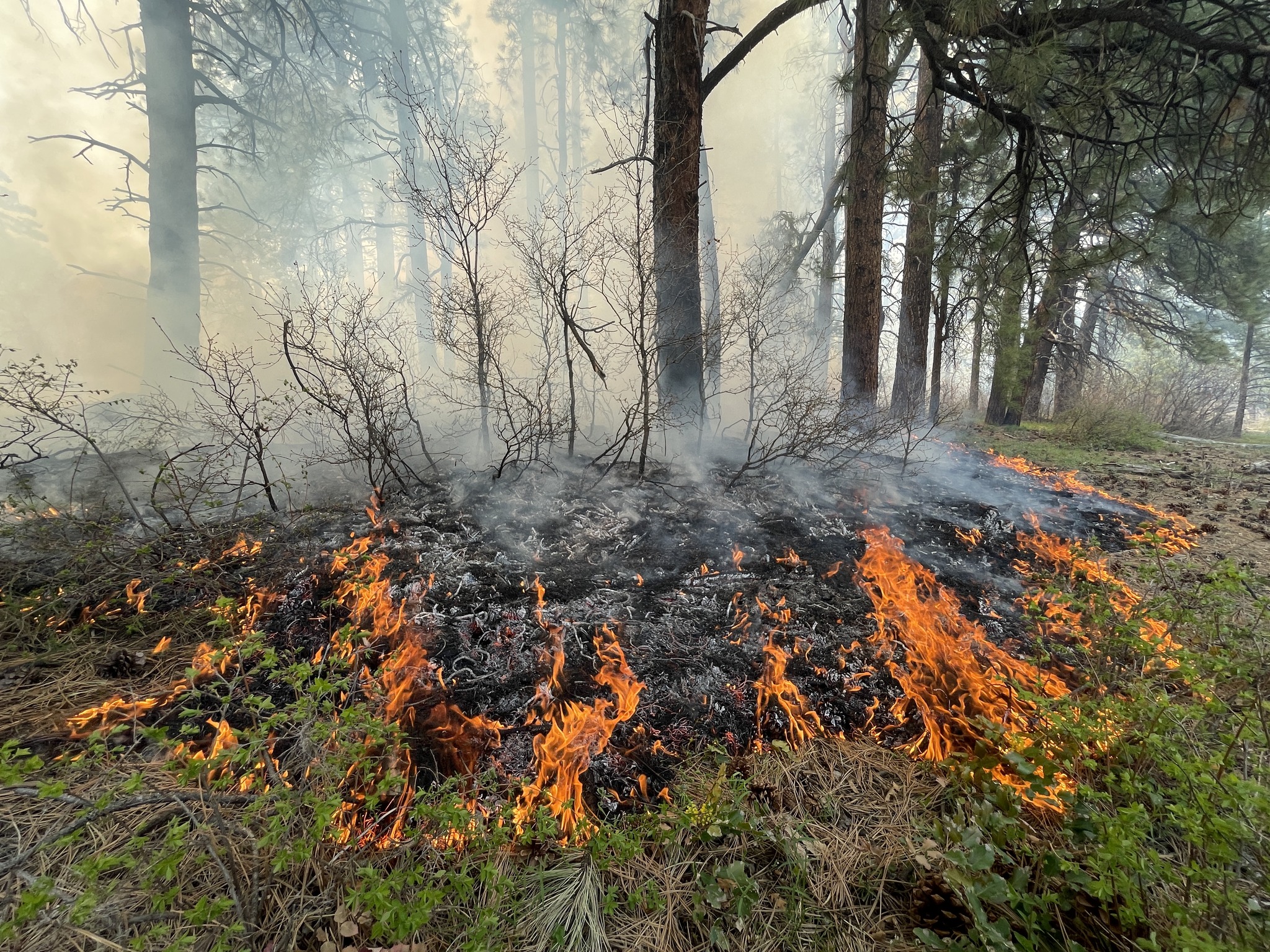 Flames burning brush in a forest in Southwestern Colorado.