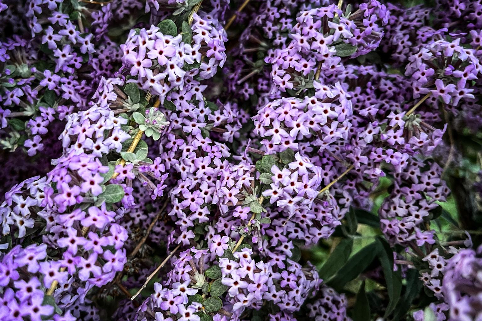 DENVER GARDENS FLOWERS BLOOMING 240530