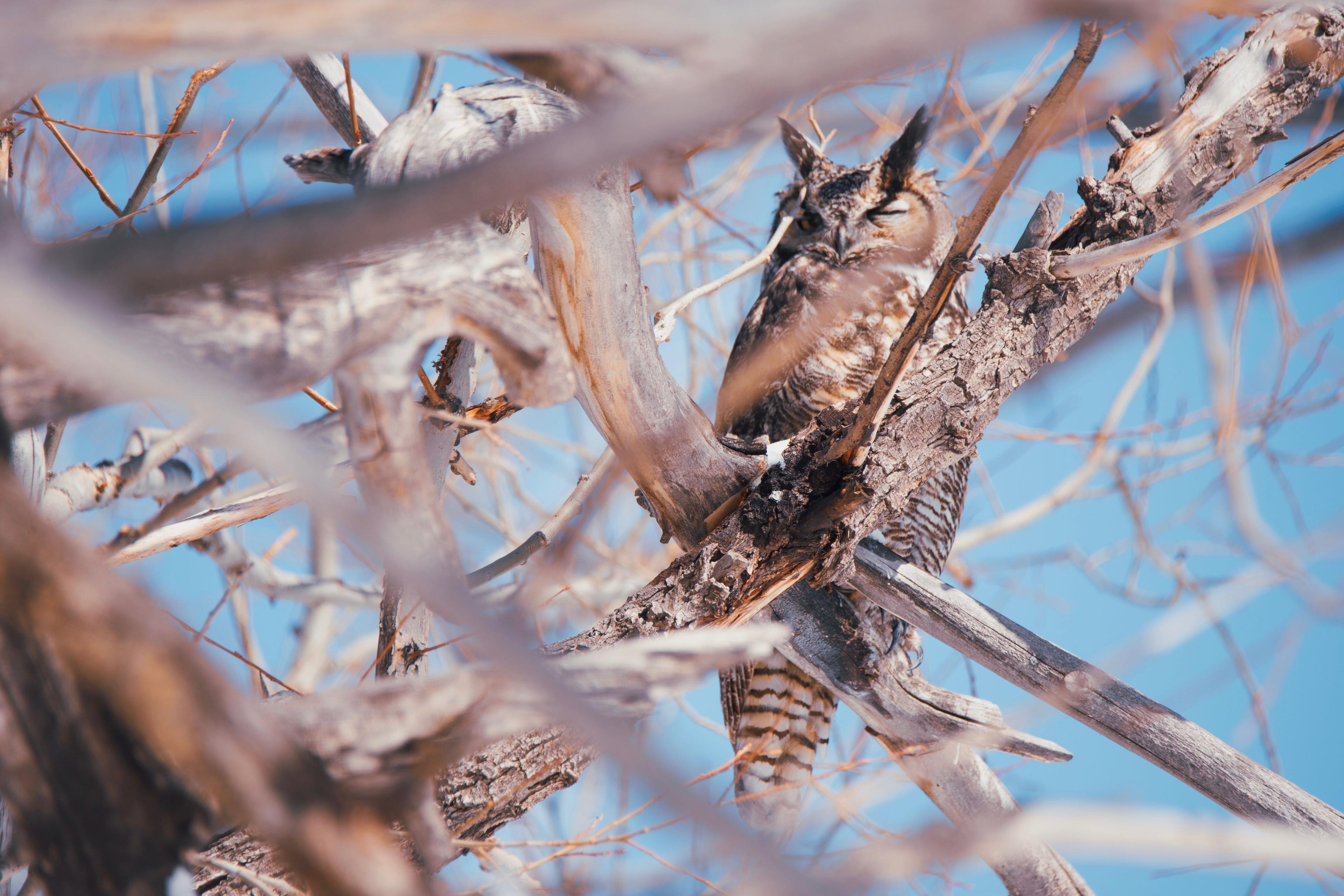 A great horned owl sits among the bare branches of a tree against a blue sky