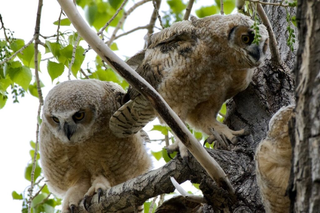 Three young owls crowd together in the branches of a cottonwood tree.