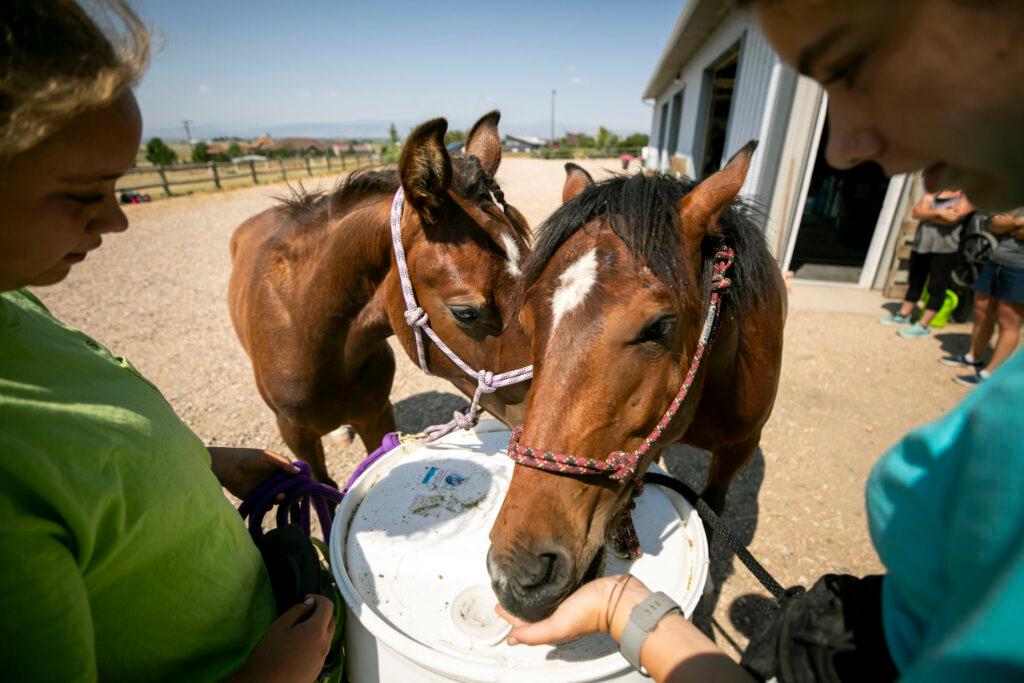 Two girls frame the photo in the foreground, and reach to the center towards two little brown horses with white diamonds on their foreheads; one eats from one of the girl's hands.