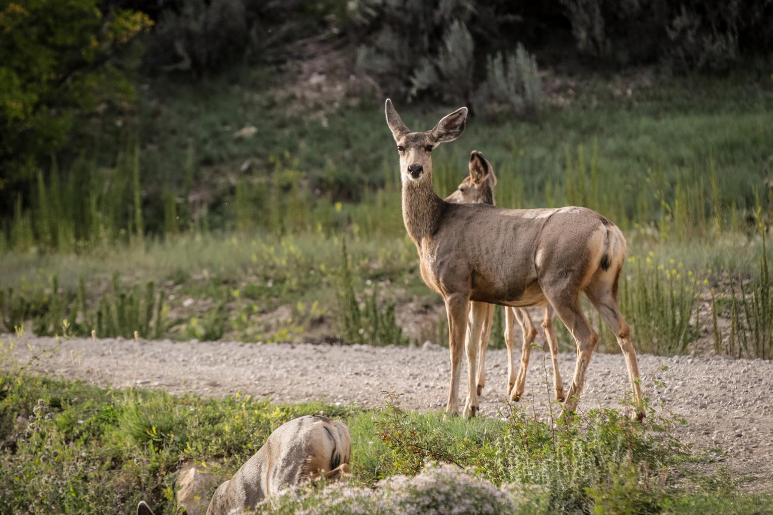Deer at Little Book Cliffs northwest of De Beque on Colorado’s Western Slope