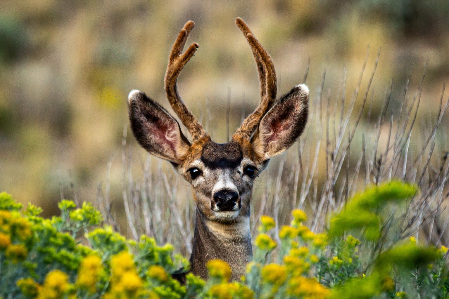 Deer at Little Book Cliffs northwest of De Beque on Colorado’s Western Slope