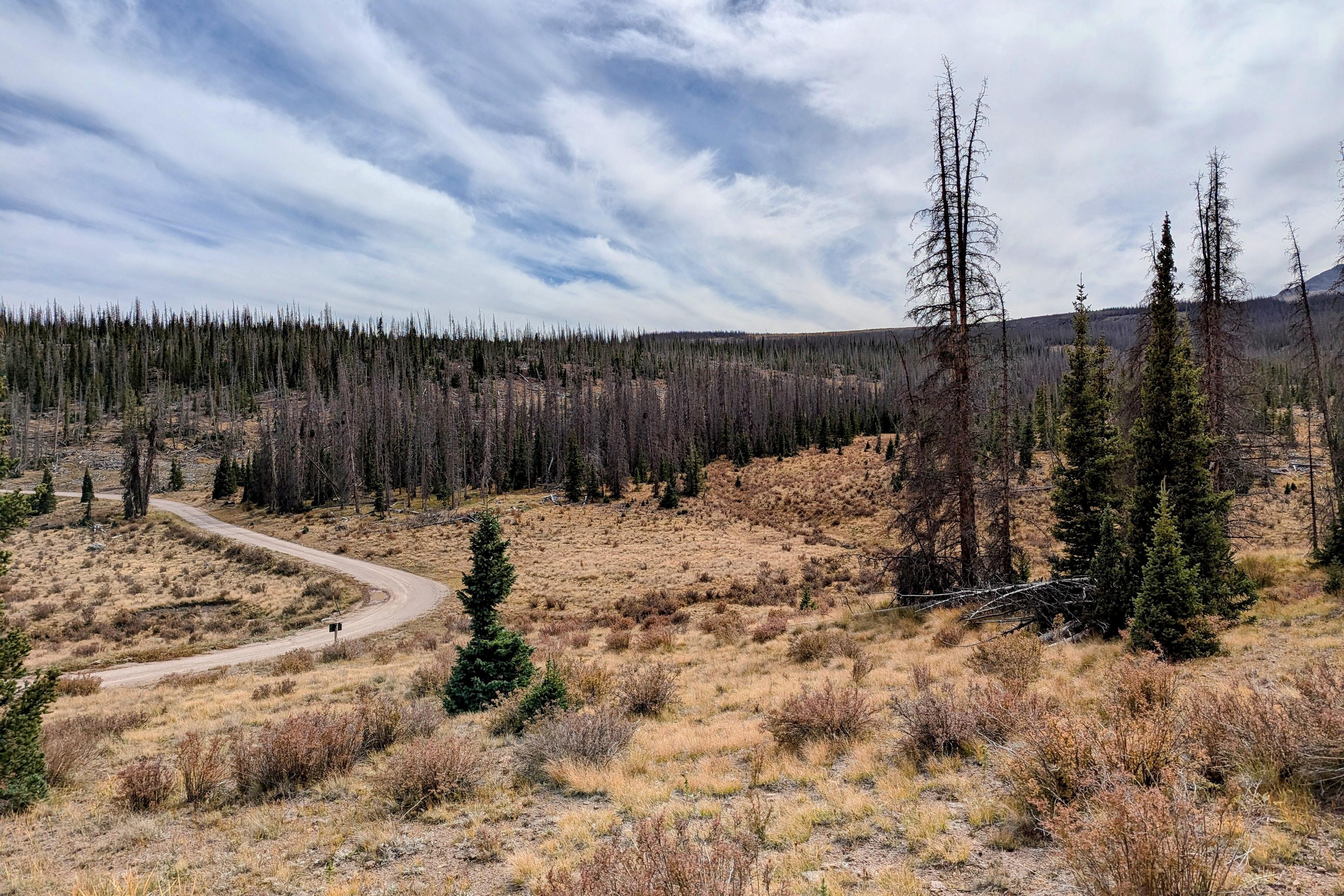 A forest devastated by spruce beetle
