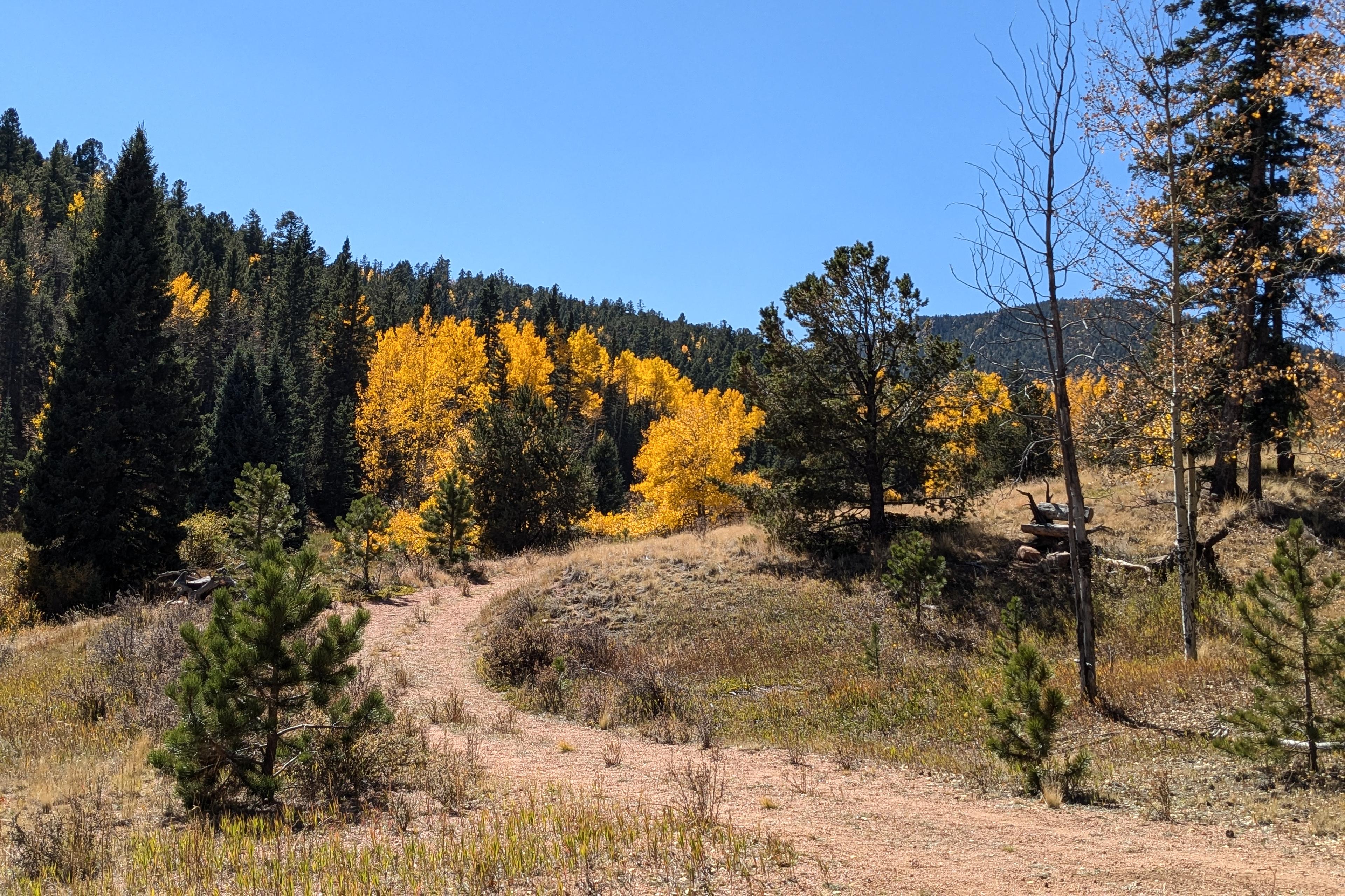 a dirt road curves up a hill with golden aspens and conifer trees on a hillside