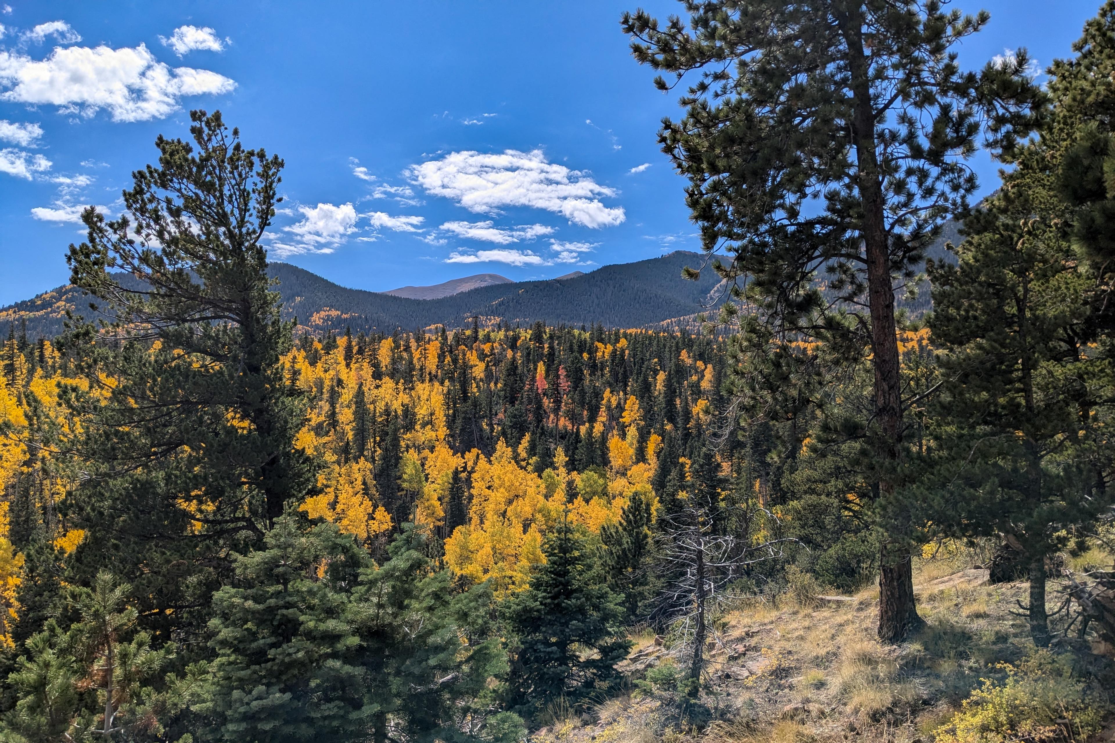 Golden aspen trees among conifer trees in a mountain setting under blue skies
