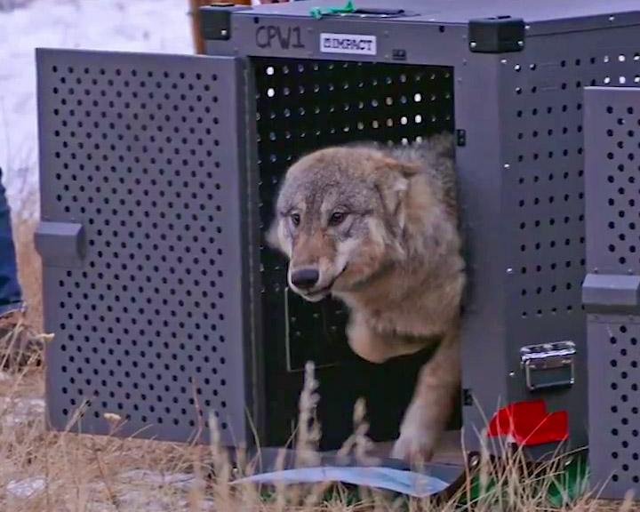 A wolf sprints out of a gray metal crate
