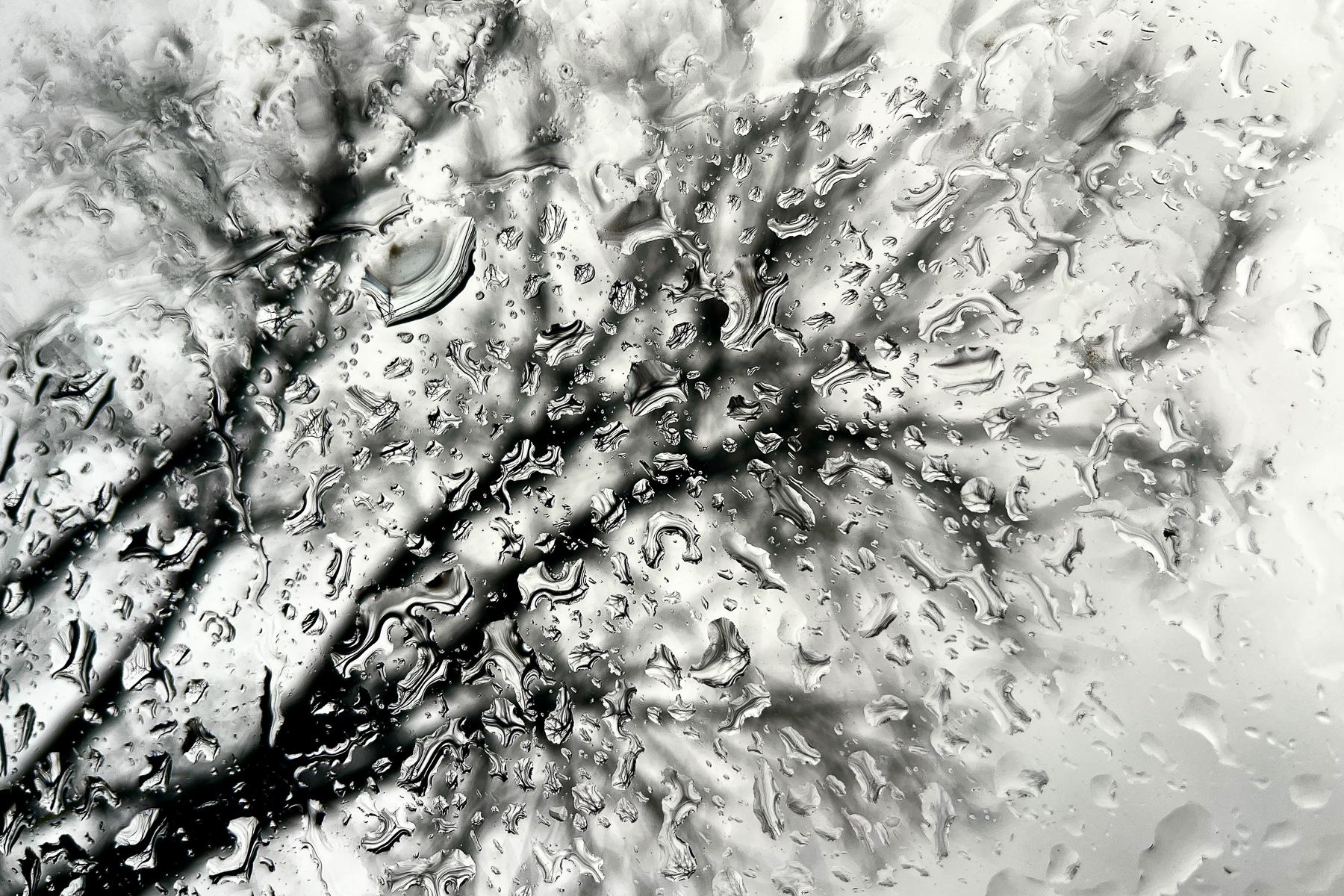 Bare trees seen through raindrops on a car's windshield