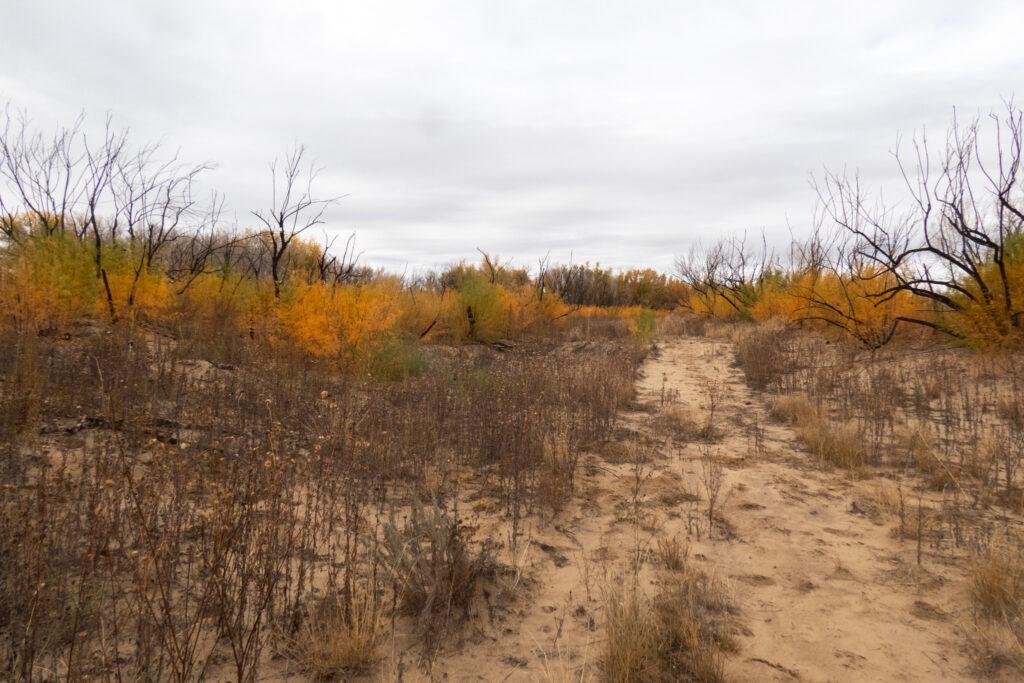 autumn colored vegetation in a sandy area